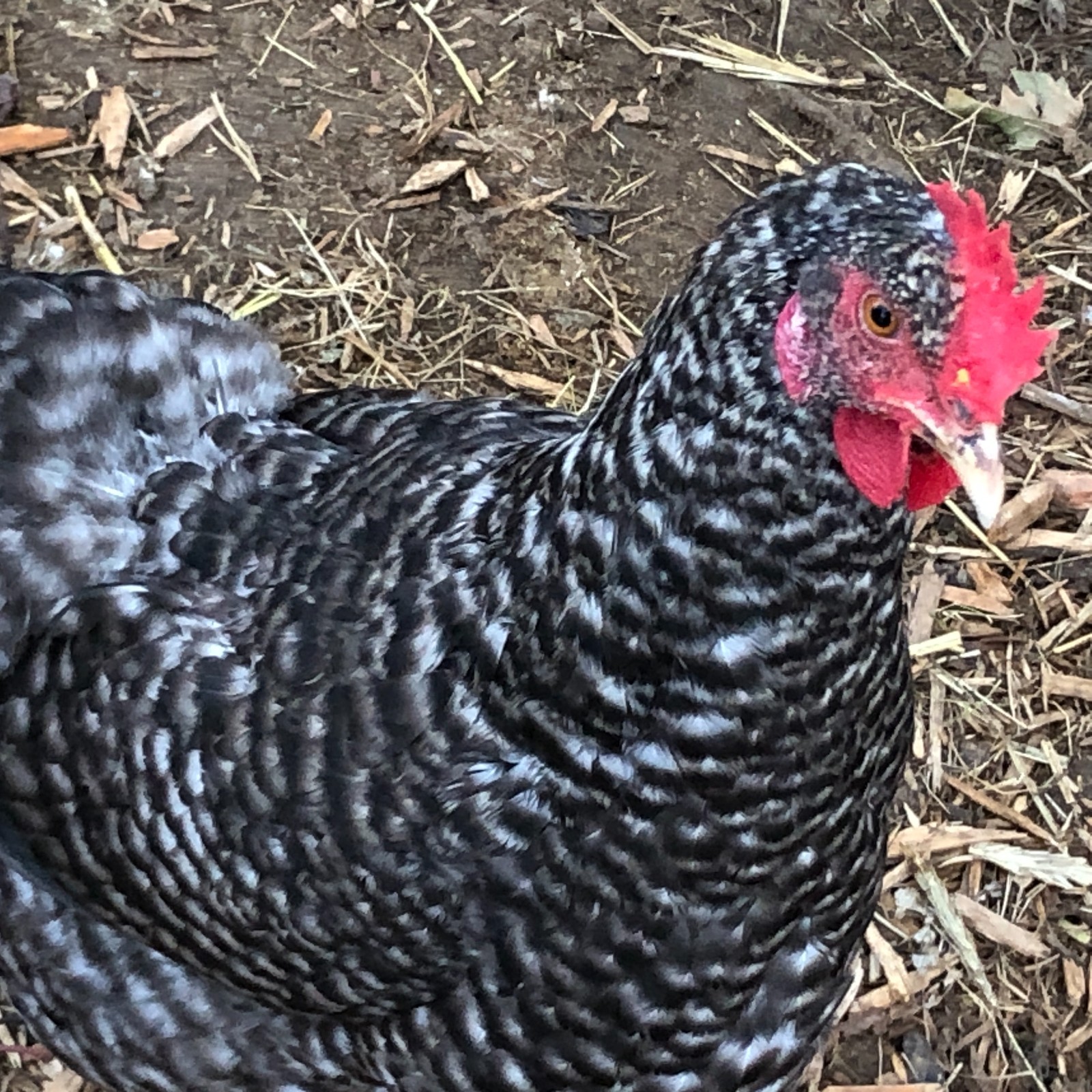 11+ Fertile Chicken Hatching Eggs BarnyardMix/Crested/Easter/Rare Breed Possible
