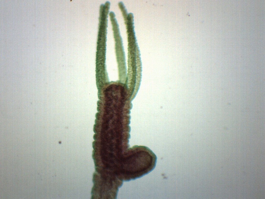 Hydra Bud - Prepared Microscope Slide - 75x25mm - Eisco Labs