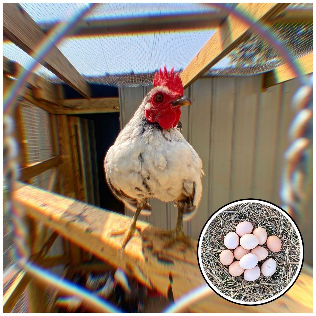 12+ Serama Chicken Hatching Eggs Malaysian & Trad (Micro, A & B, 100% Pure)