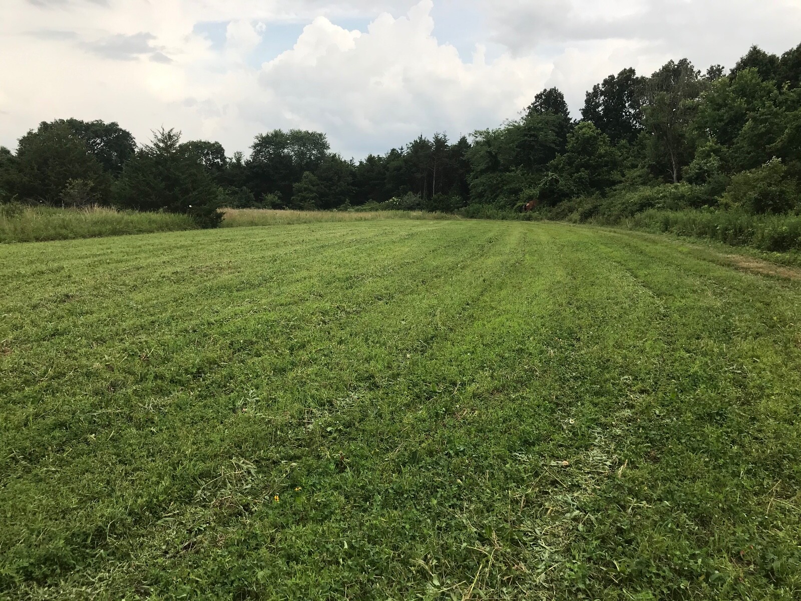 Irresistible Clover, Chicory Deer/turkey Annual Food Plot Seed, Spring 1 Acre