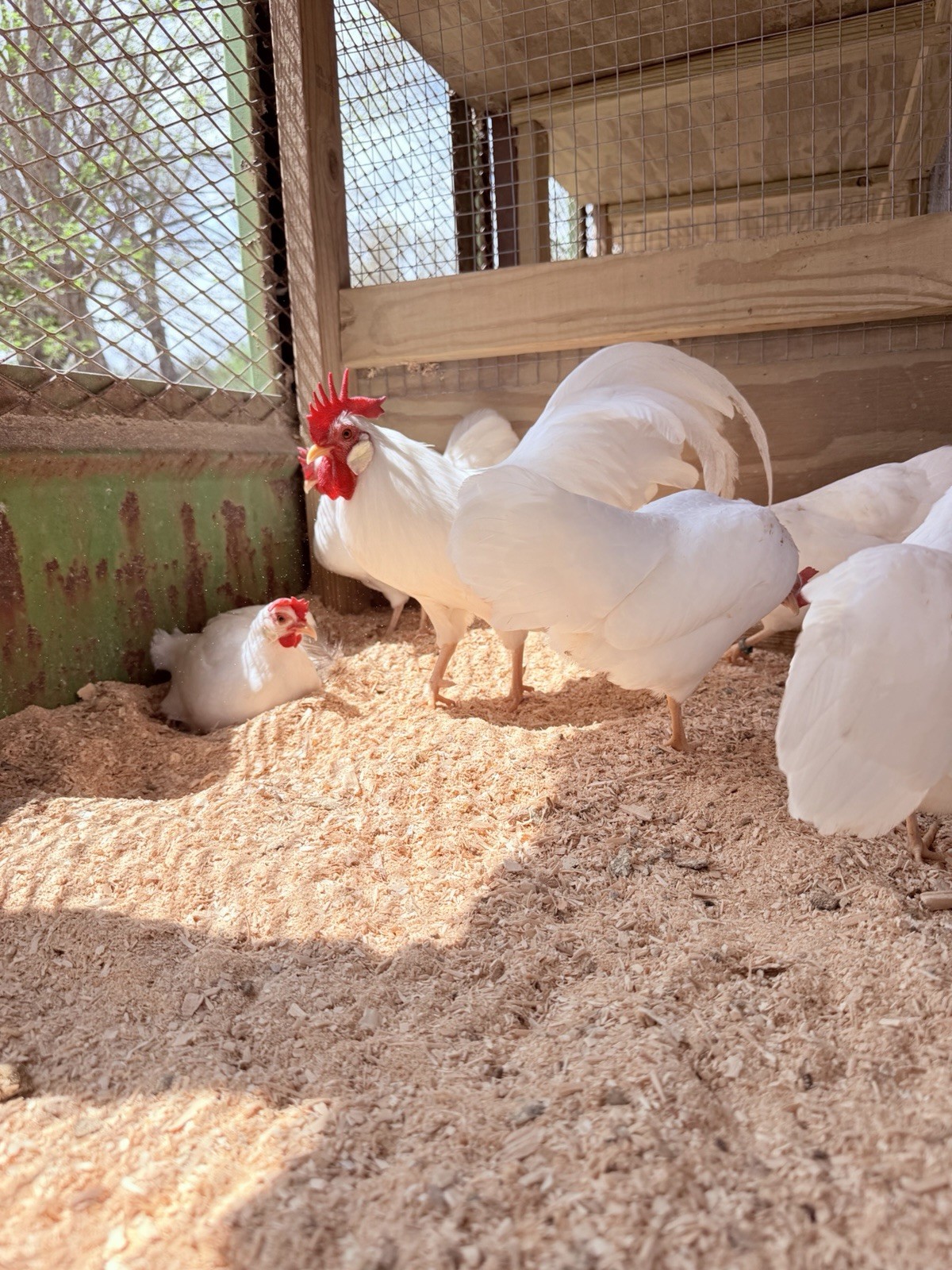 12+ Bantam White Leghorn Hatching Eggs - Show Quality