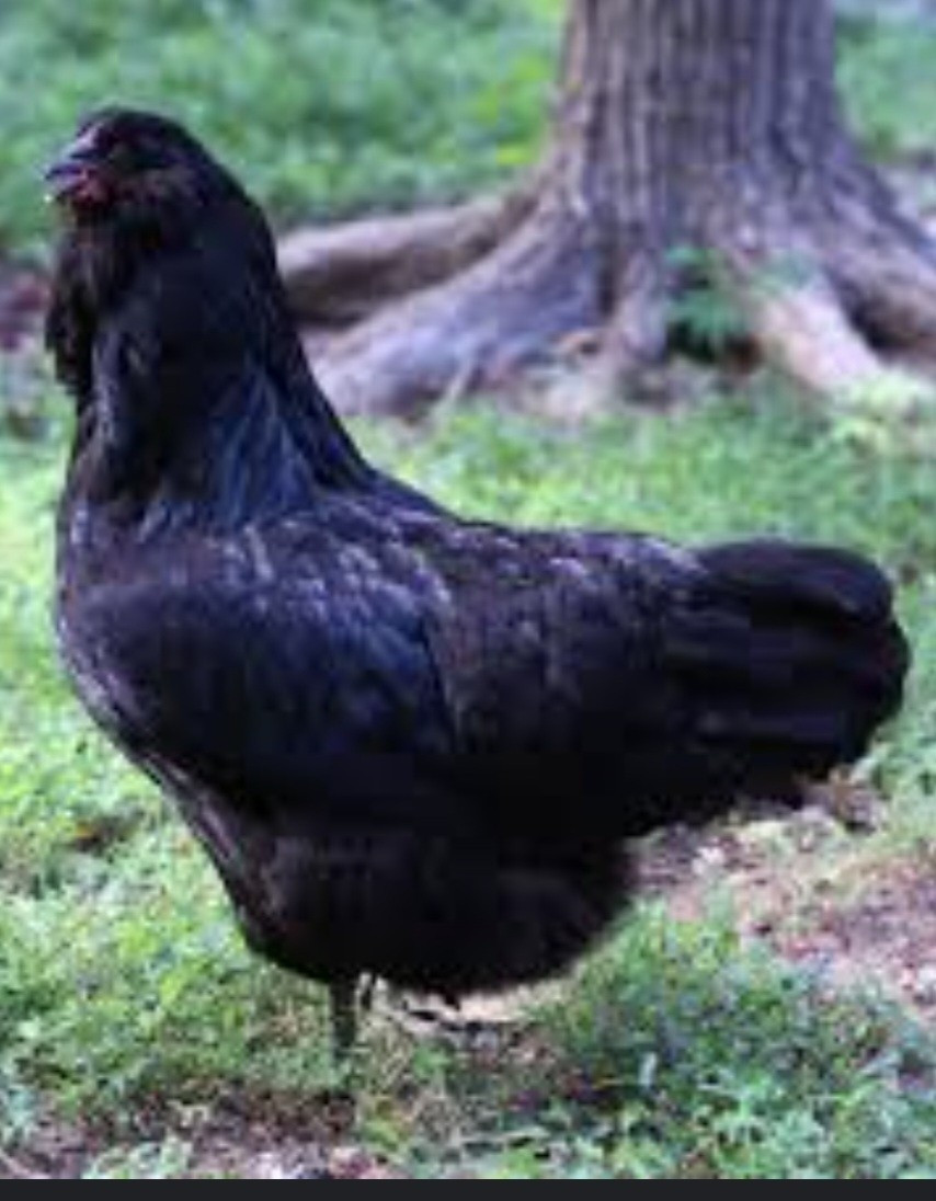 12 Ameraucana Easter Eggers Beautiful Unique Multi Colored Hatching Eggs NPIP