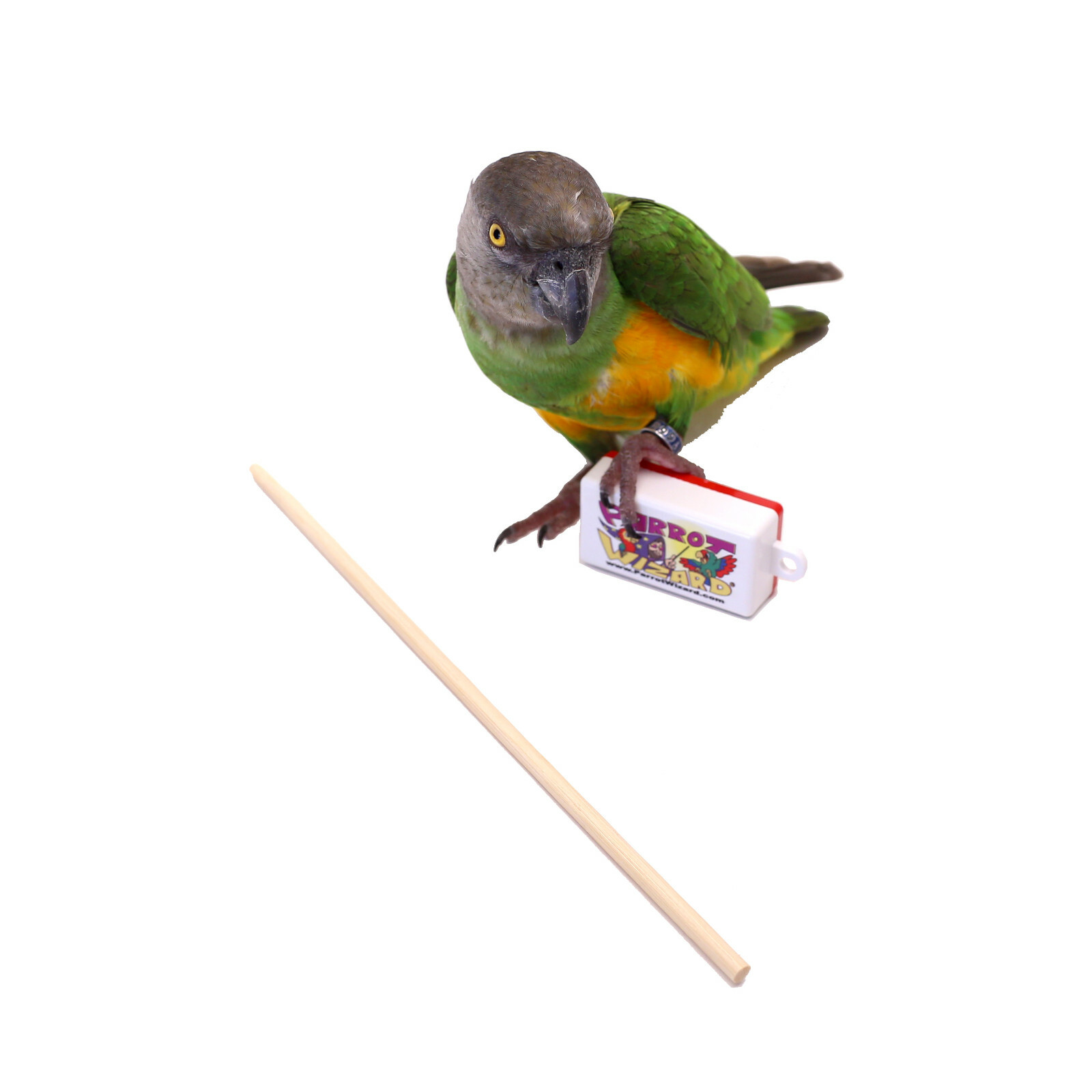 Parrot Wizard Clicker and Target Stick for Parrot Training