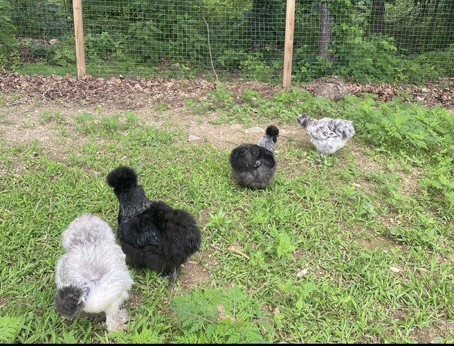 12 Bearded Silkie Hatching Eggs