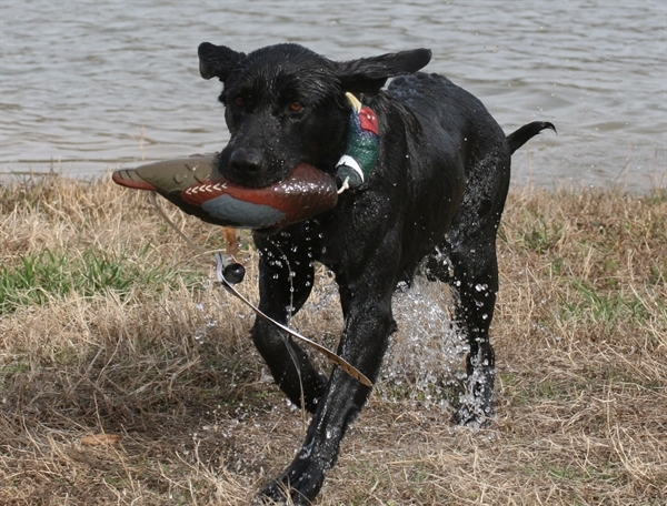AVERY GREENHEAD GEAR GHG EZ BIRD PHEASANT DOG TRAINING DUMMY BUMPER NEW!!!
