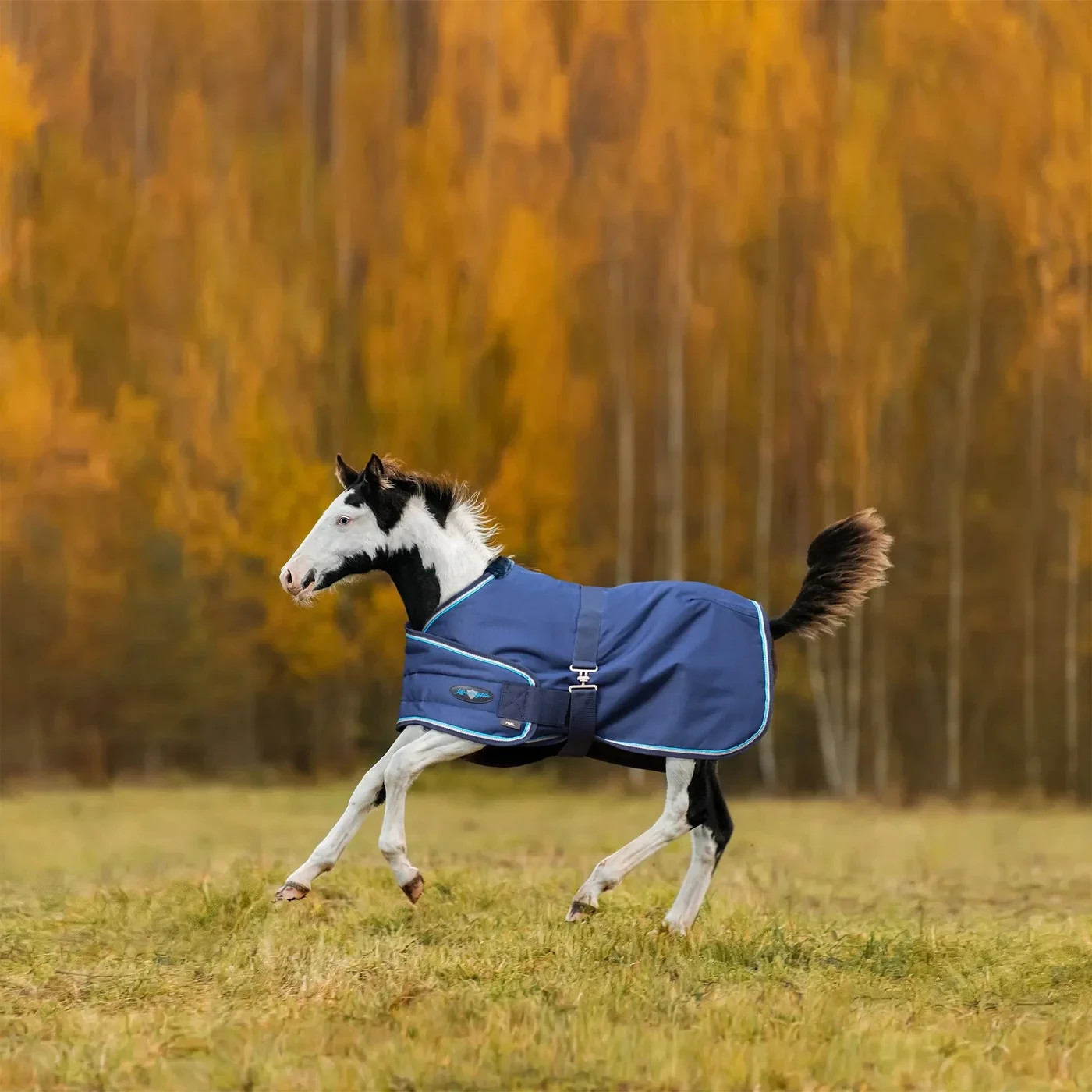 Kensington Foal Adjustable Turnout Blanket (180g Medium) NWT