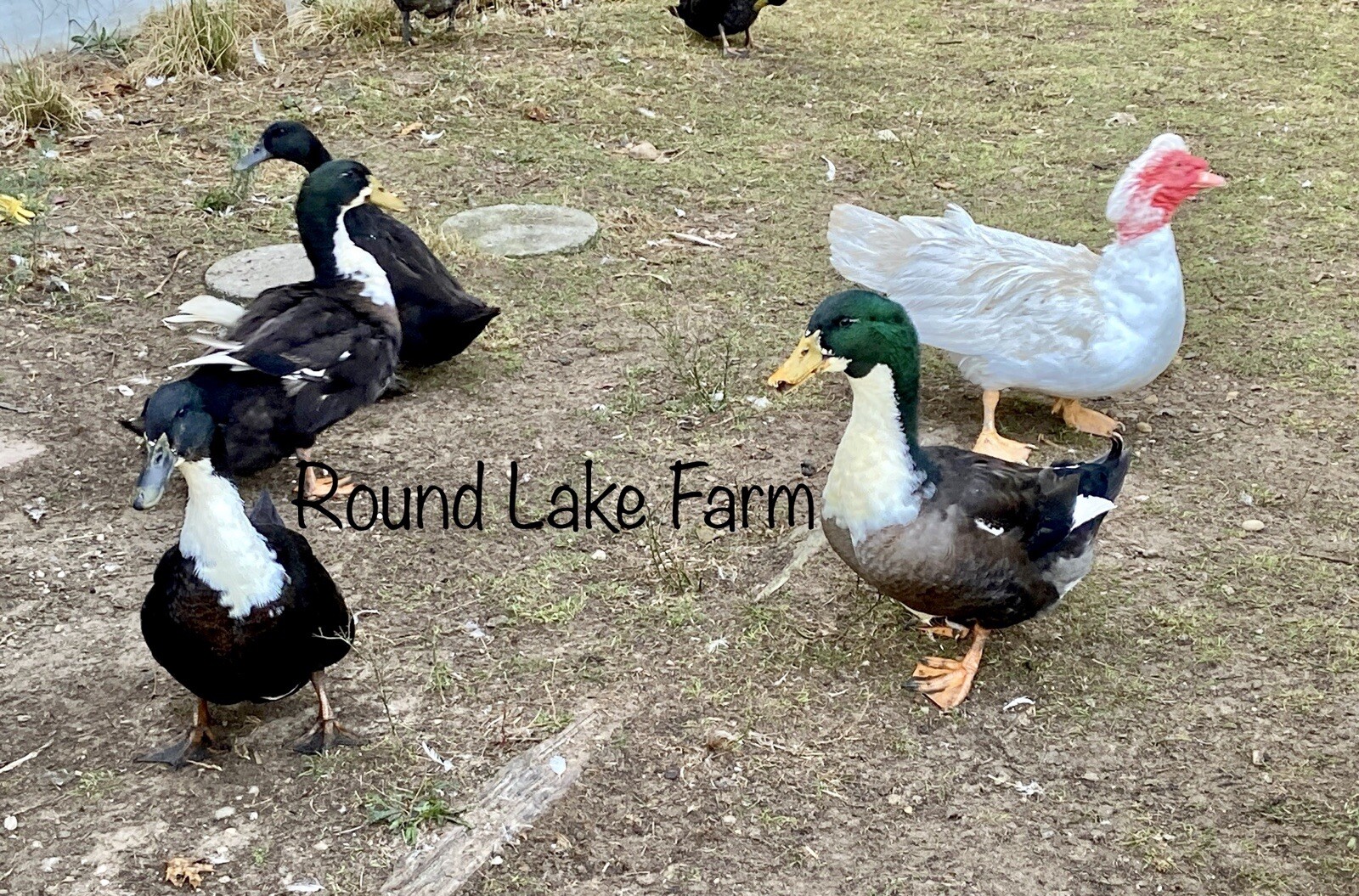 3+ Fertile Duck Hatching Eggs Barnyard Mix
