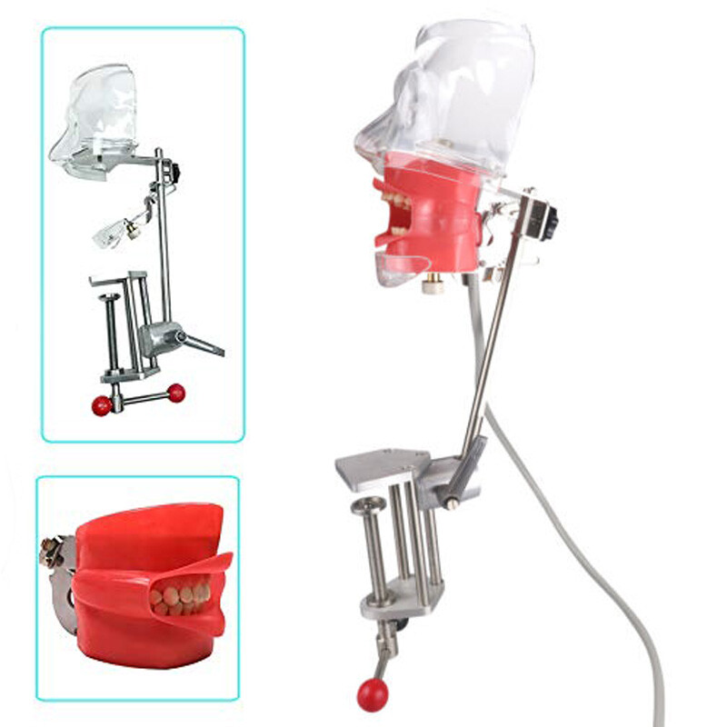 Head Model Dental simulator Nissin Manikin Phantom Head Model Dentist Teaching