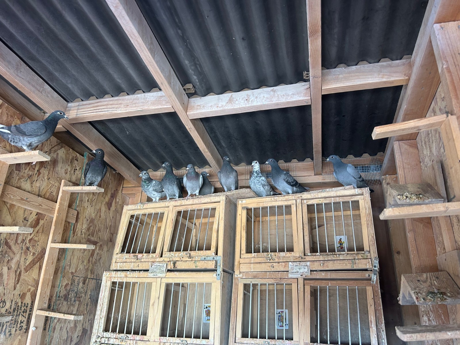 4 Hatching Eggs - Racing Pigeons Fertile
