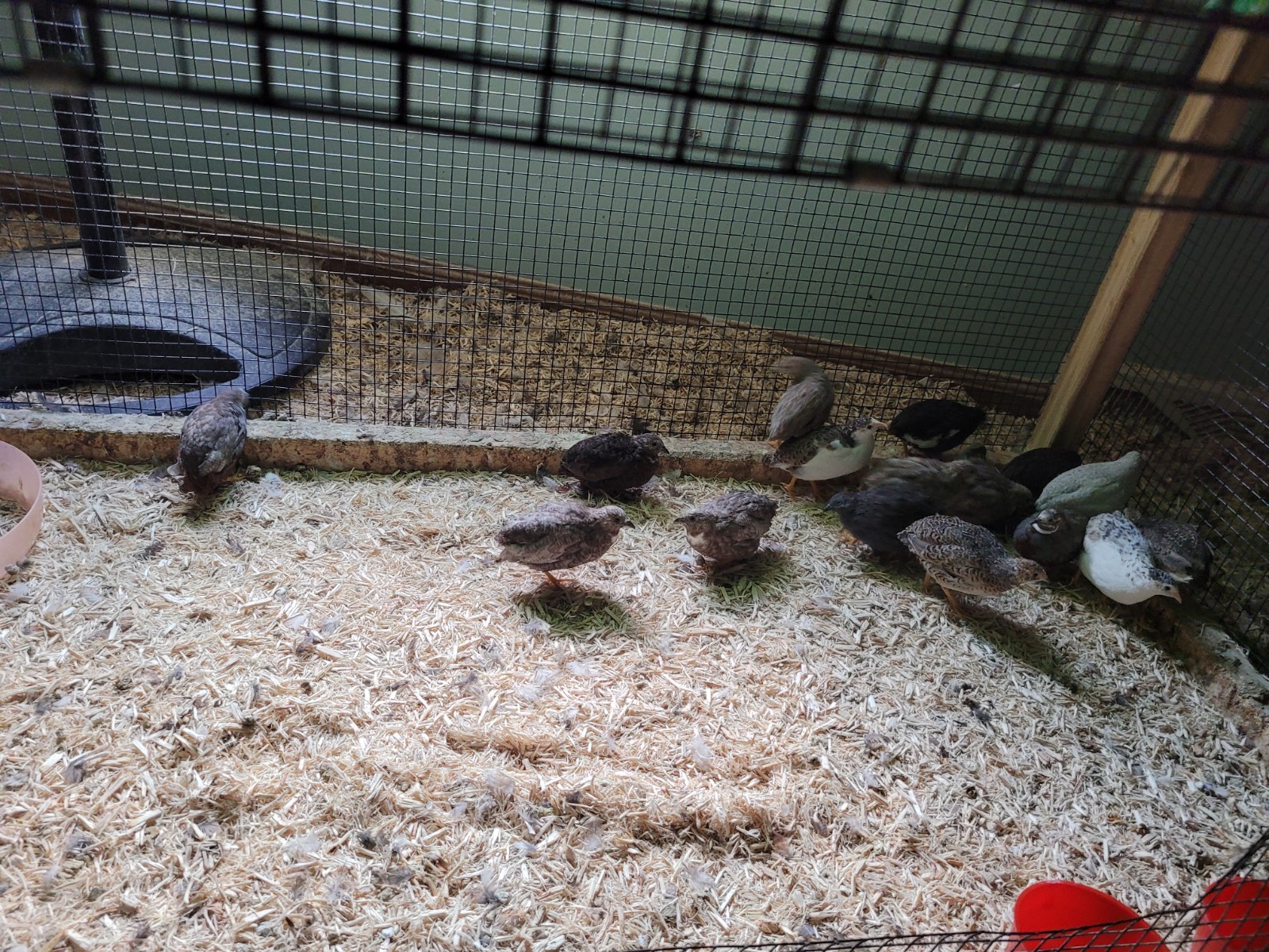 12+ Button Quail Hatching eggs