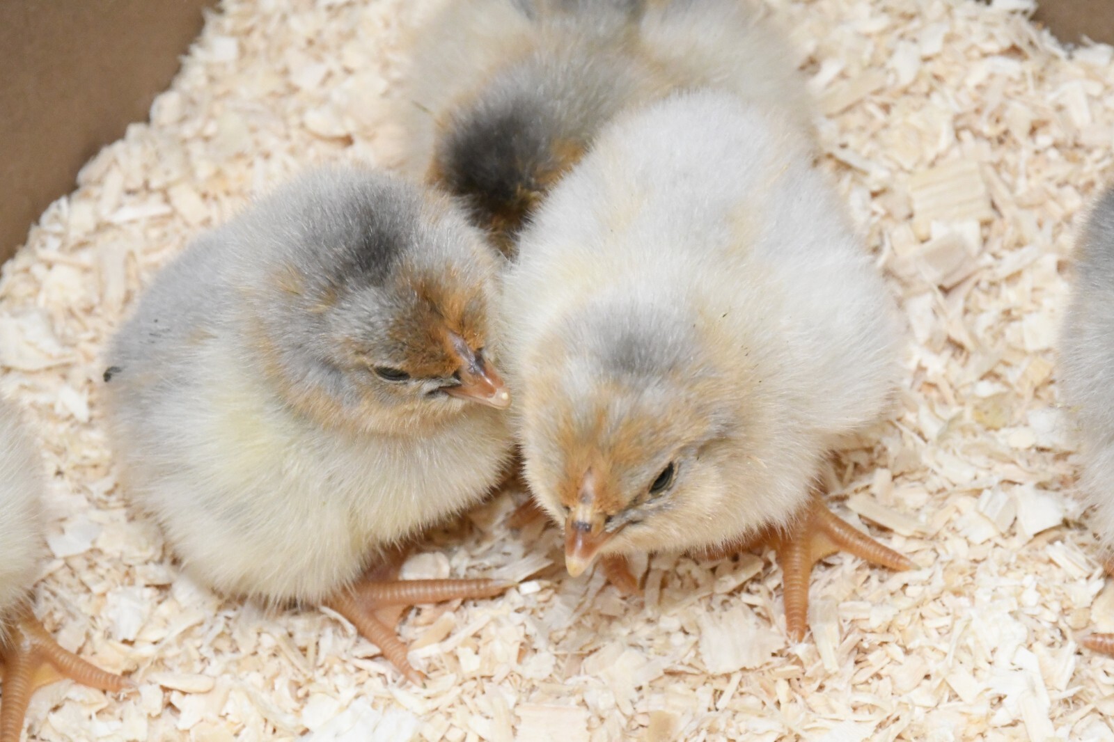 10 Fertile Blue-laced Red Wyandotte eggs