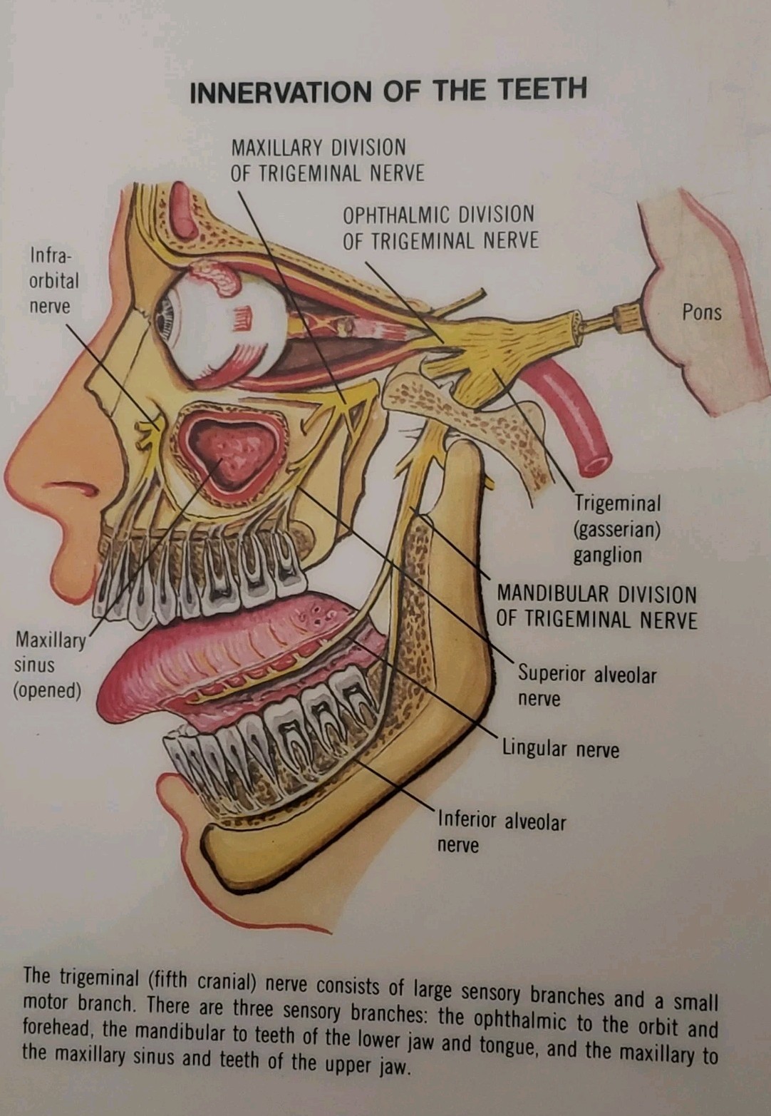 Posters Muscular System, Teeth, Head and Neck. Laminated Anatomical Charts 1981c