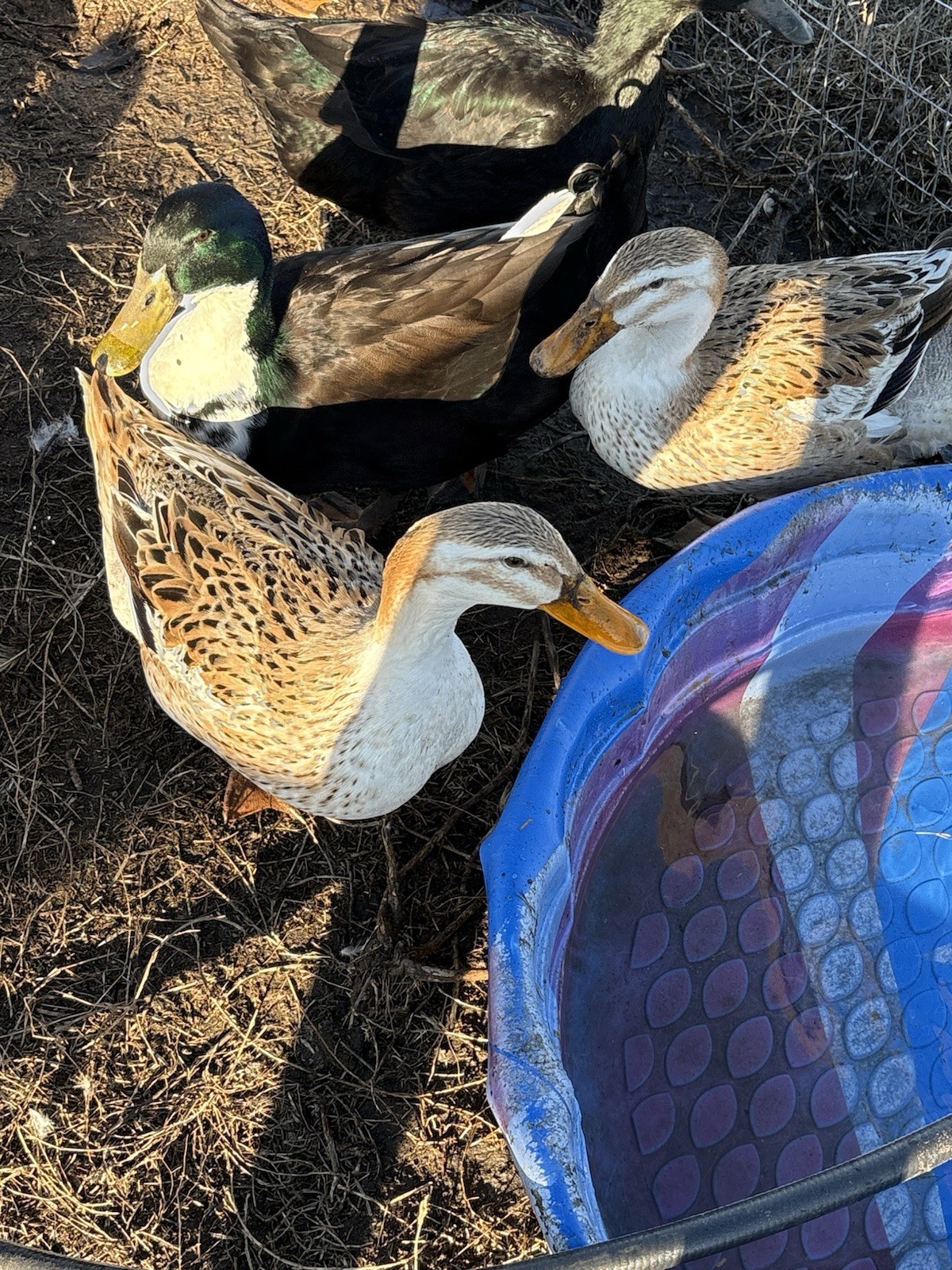 Barnyard mix FUN surprise duck hatching eggs. 12++.