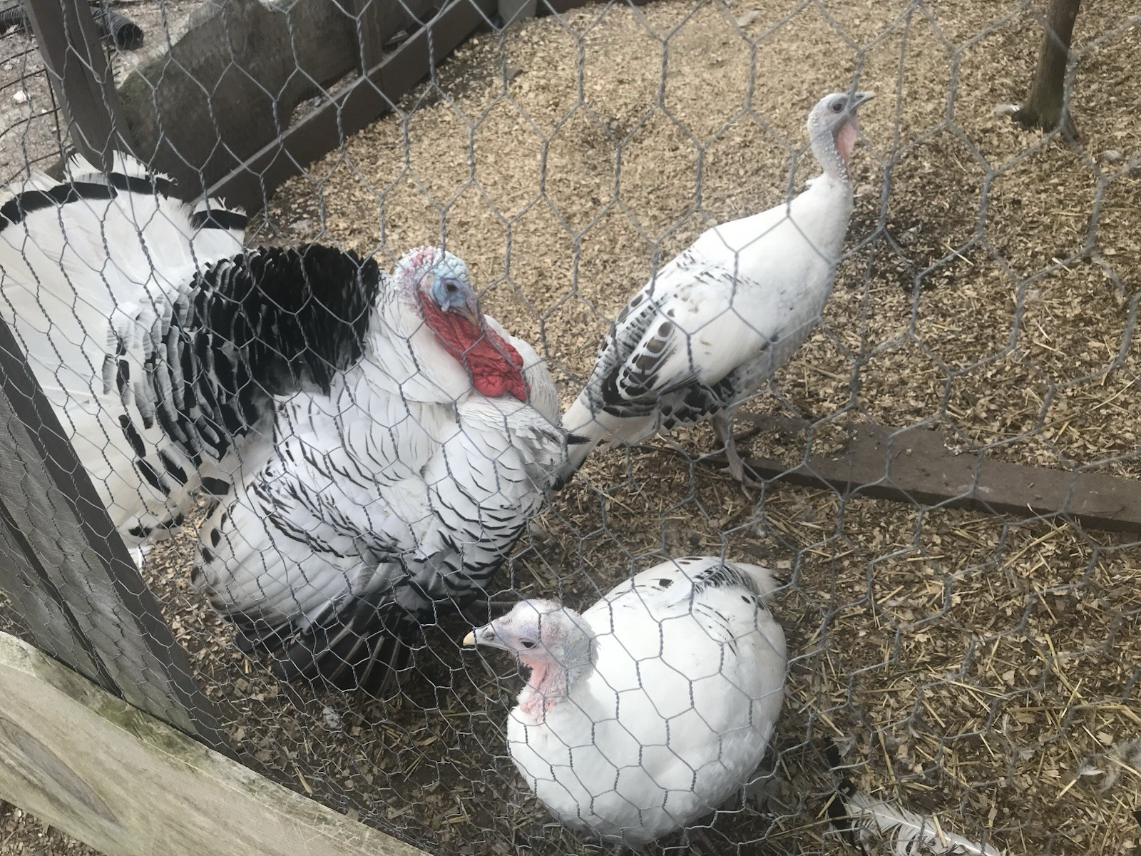 12 Royal Palm Turkey hatching eggs