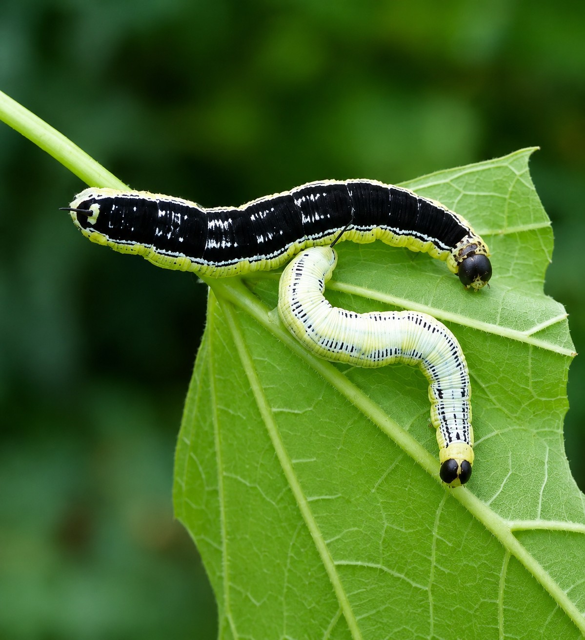 3 Catalpa Sphinx Moth Pupae Big Moth Beautiful Caterpillars Moth Pupa X 3