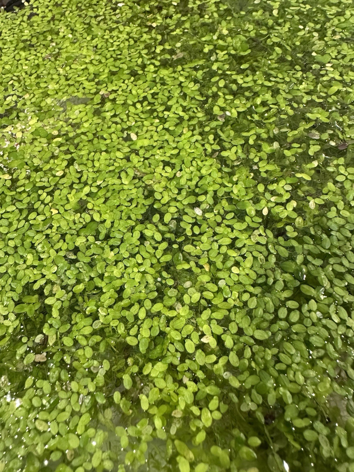 Duckweed Live Freshwater Floating Aquarium Plant Tropical Beginner Species