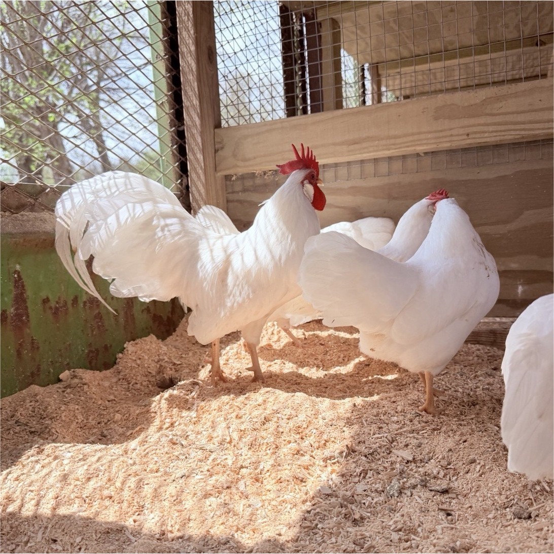 12+ Bantam White Leghorn Hatching Eggs - Show Quality
