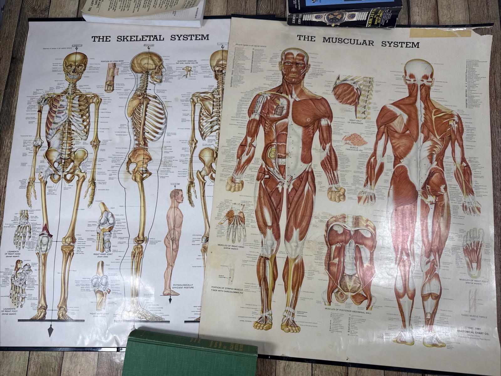 Vintage 80s The Muscular and The Skeletal Systems Wall Chart Peter Bachin