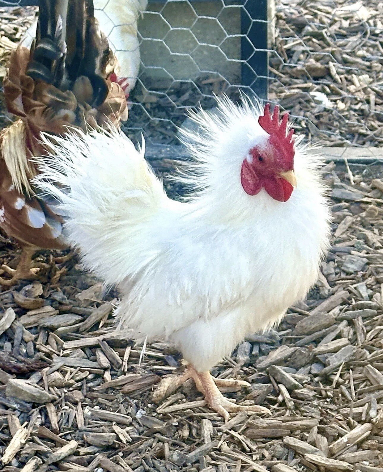 Serama Chicken Hatching Eggs 6+