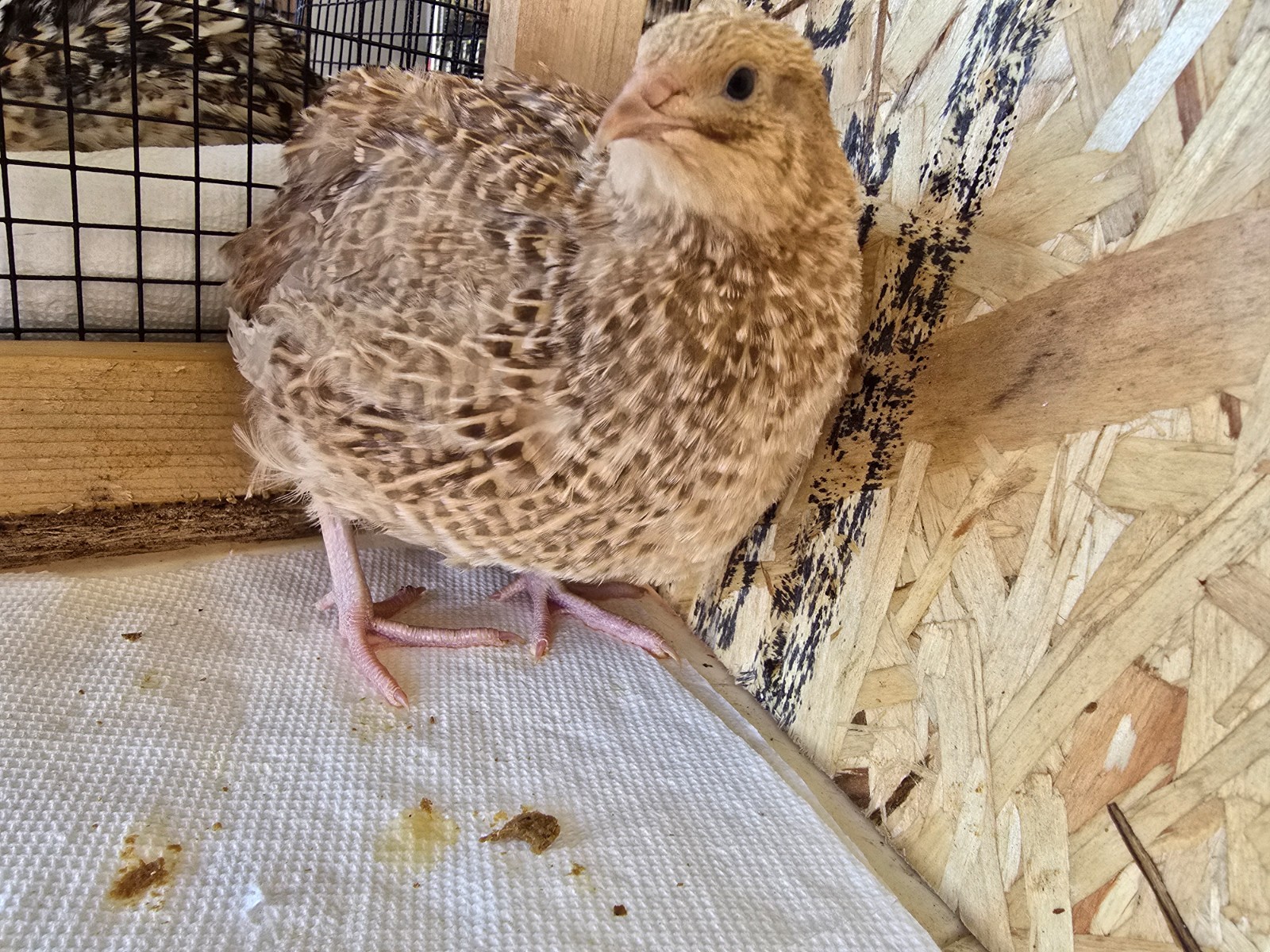 Variety Coturnix Quail Hatching Eggs