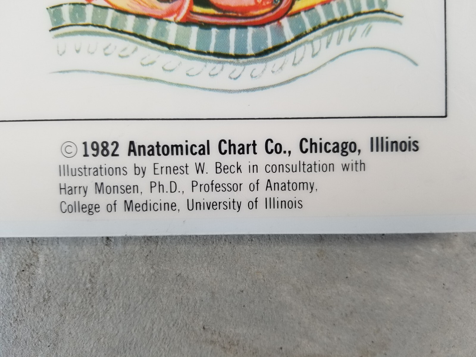 Heart Anatomical Chart - 1982 Anatomical Chart Co., Chicago, IL