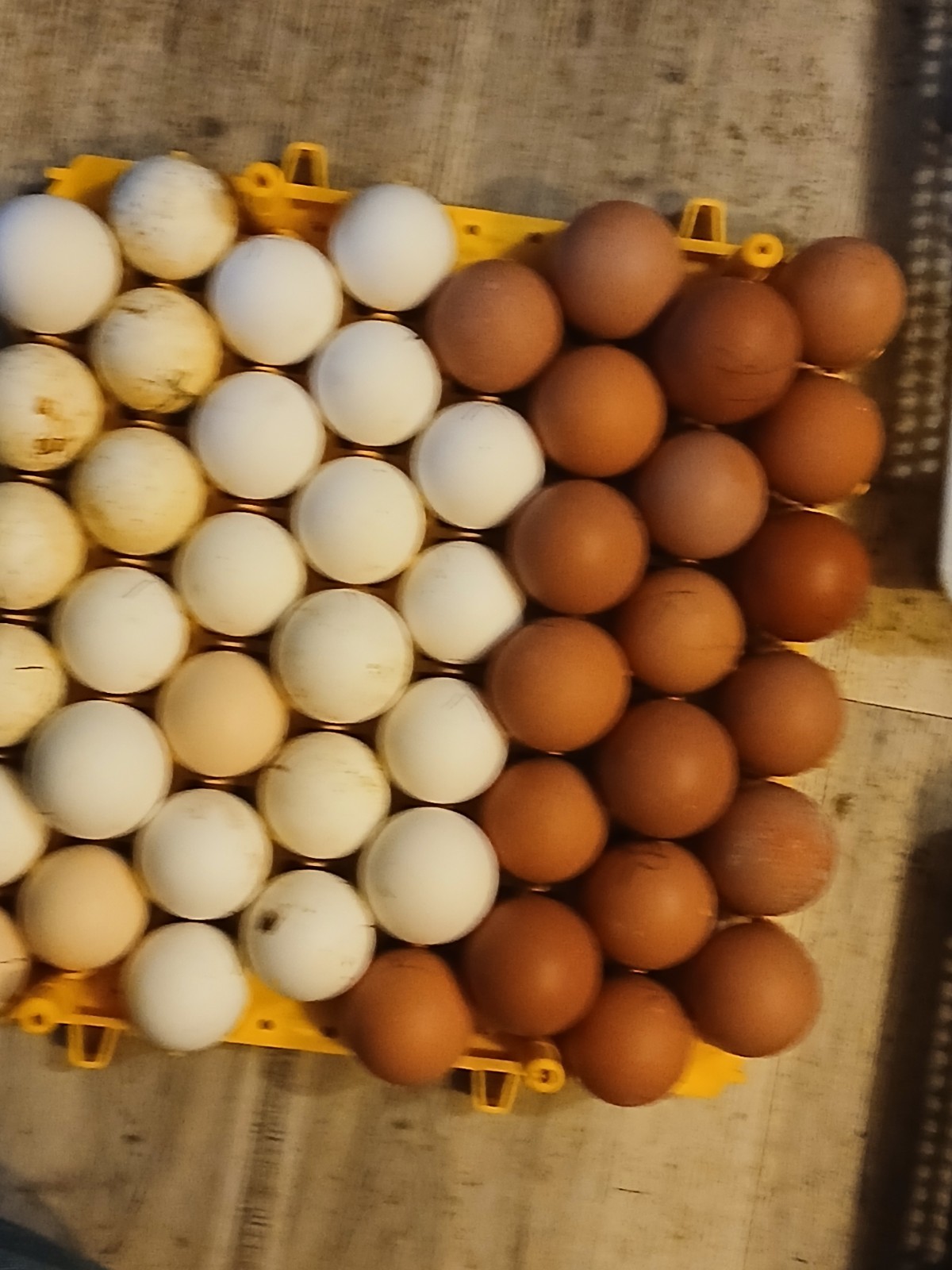 Brown Leghorn Hatching Eggs