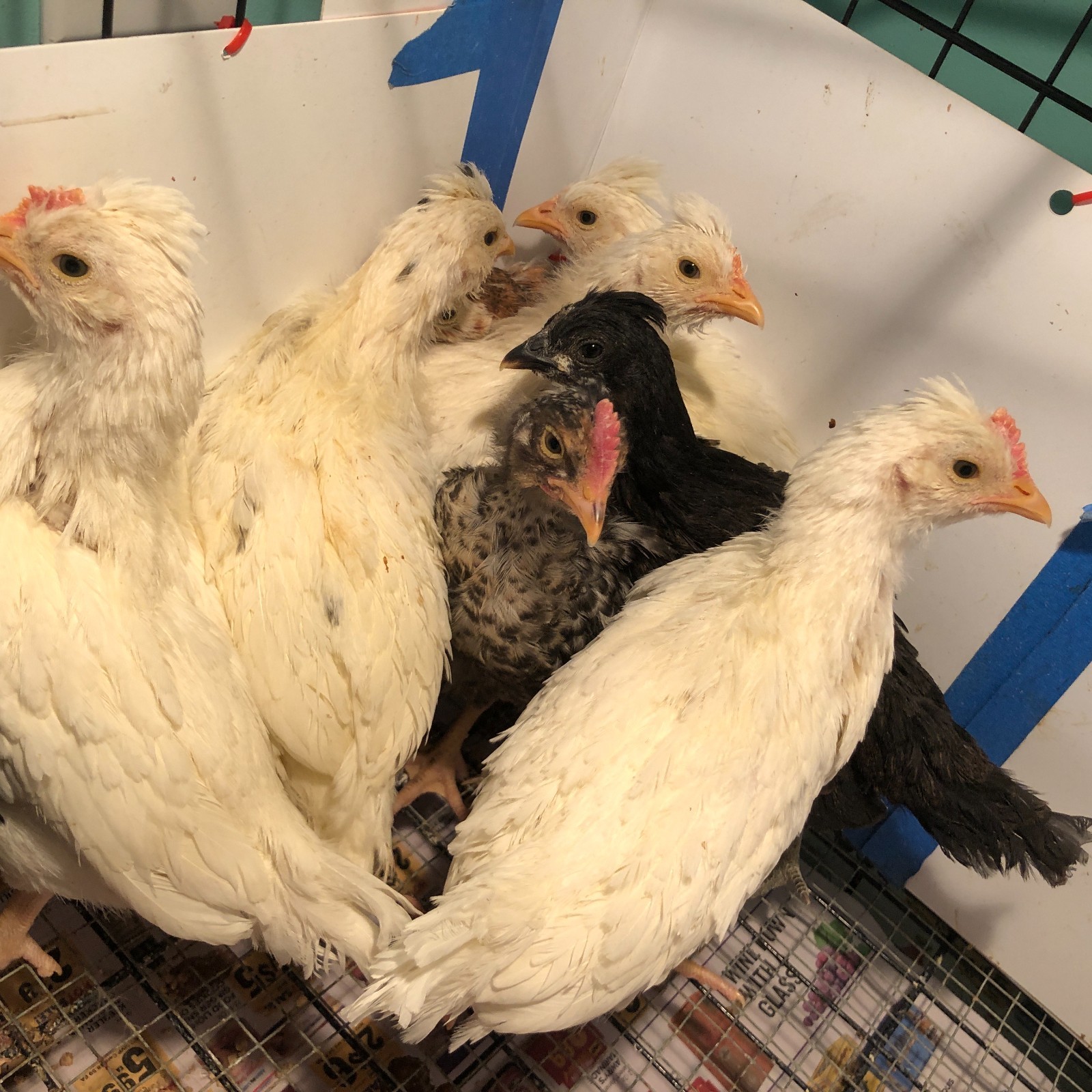 11+ Fertile Chicken Hatching Eggs BarnyardMix/Crested/Easter/Rare Breed Possible
