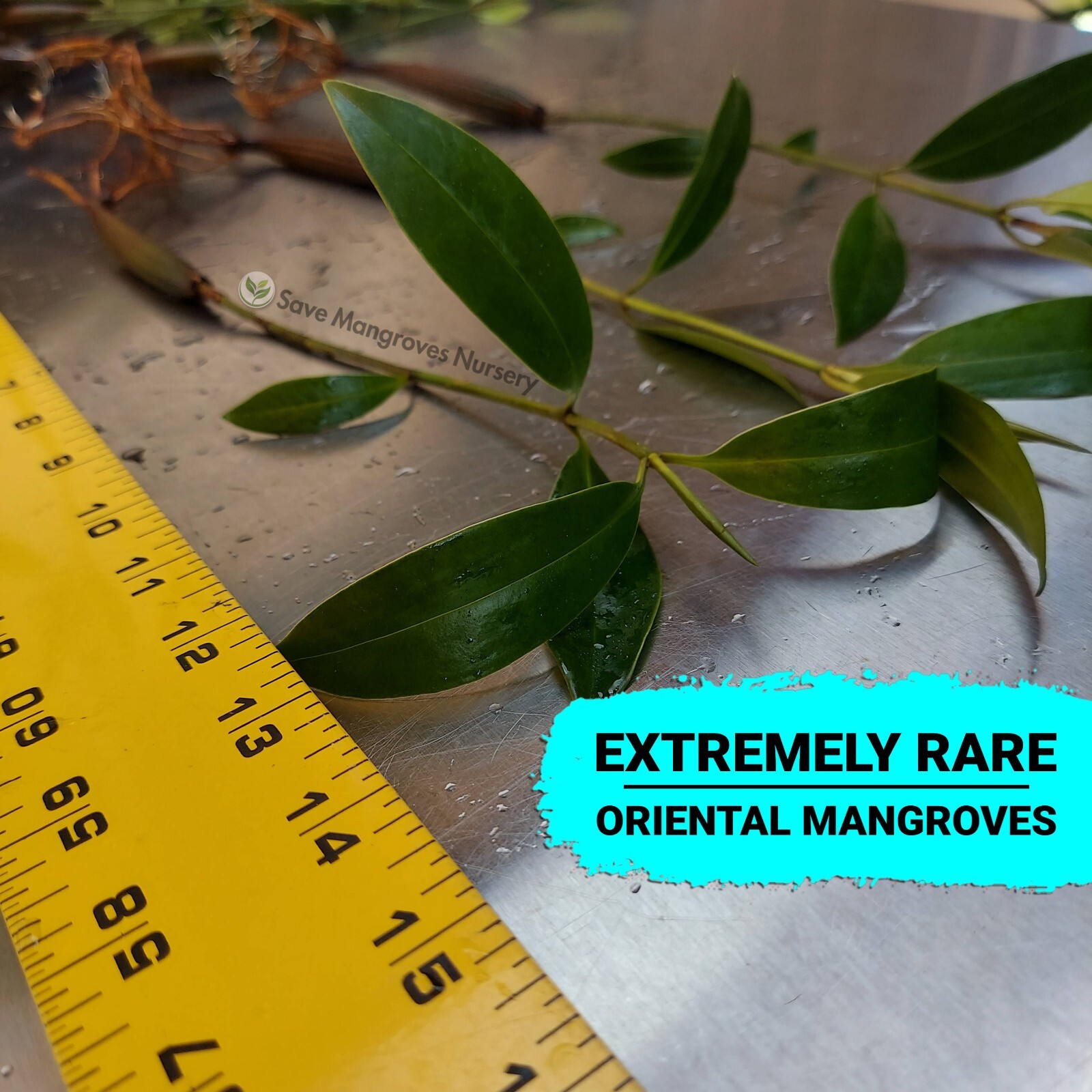 (RARE) Oriental Orange Mangrove Plants, Live Propagule Trees Bruguiera Sexangula