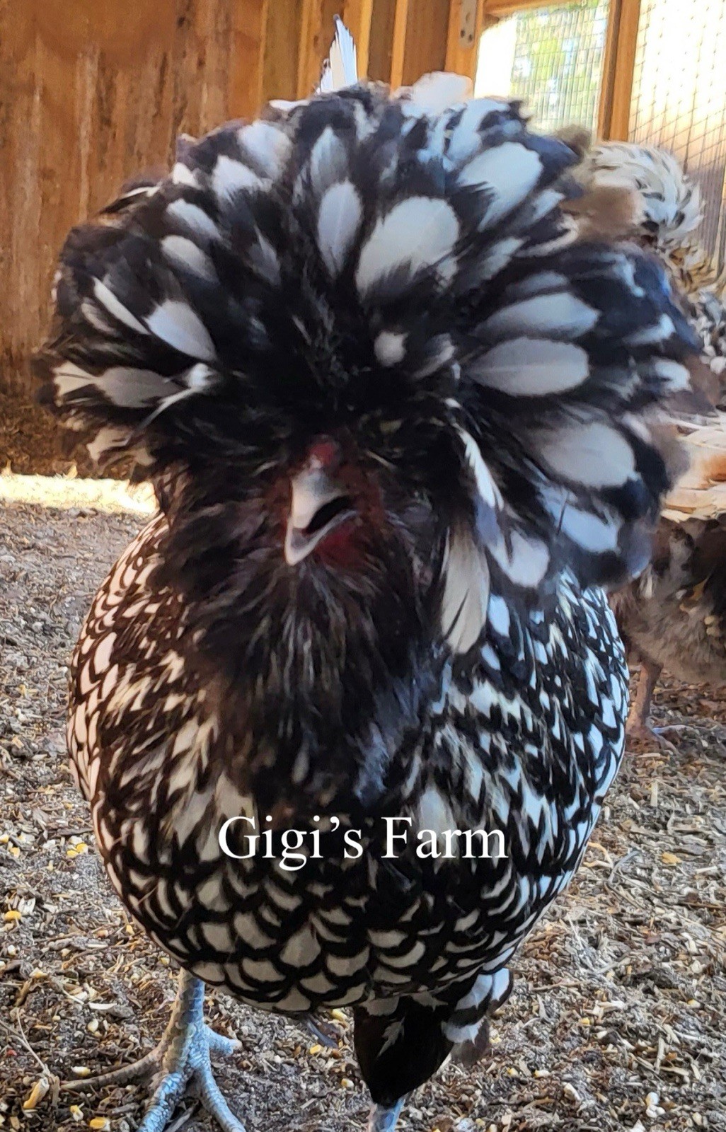 6 TOTAL -Polish Eggs-Silver Laced Large Fowl