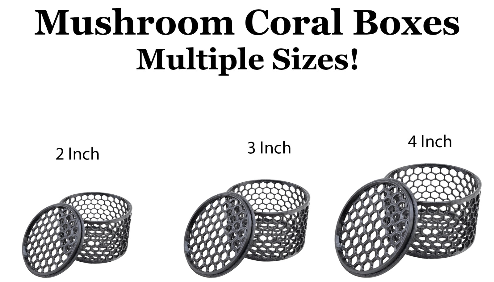 Mushroom Coral Boxes - Multiple Sizes Available! USA Made