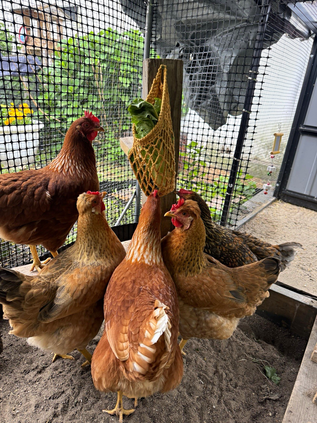 Chicken Feeder Hanging Net Bag for Wire Mesh Run Coop/Pen Treat Produce