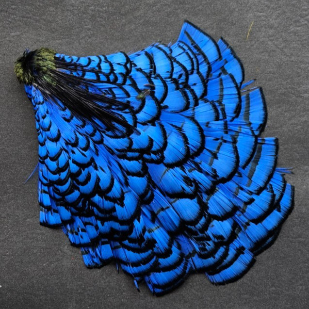 Lady Amherst Cape. Fly Tying Feather. Color; Blue.. Grade "AA"