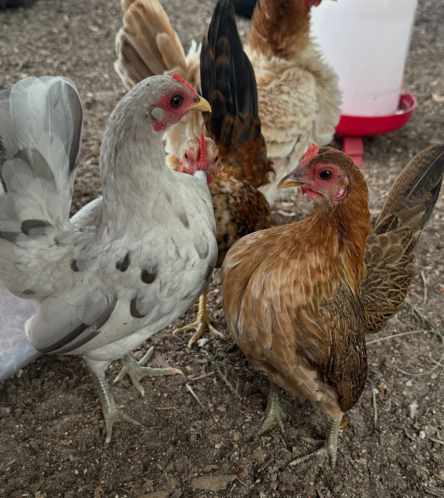 12 ++ Serama Hatching eggs NPIP/AI and PT Clean