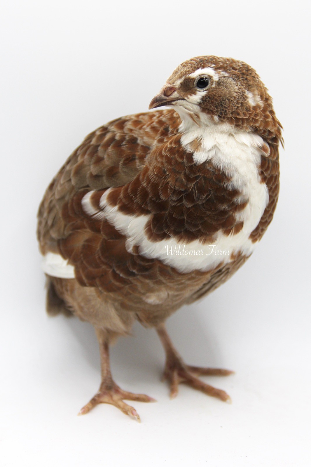 72 Coturnix Quail Hatching Eggs
