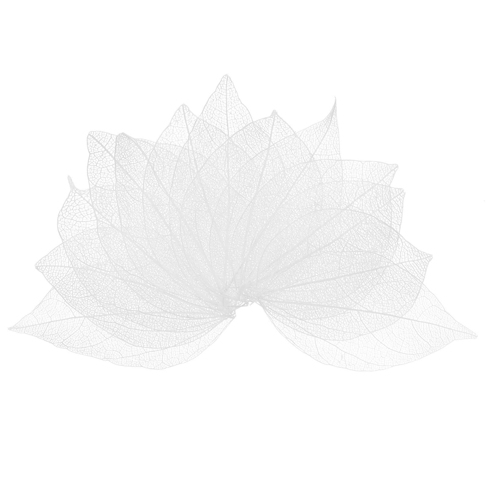 100-Pack Skeleton Leaves, Natural Rubber Tree Dried Pressed Leaves Vein for R...