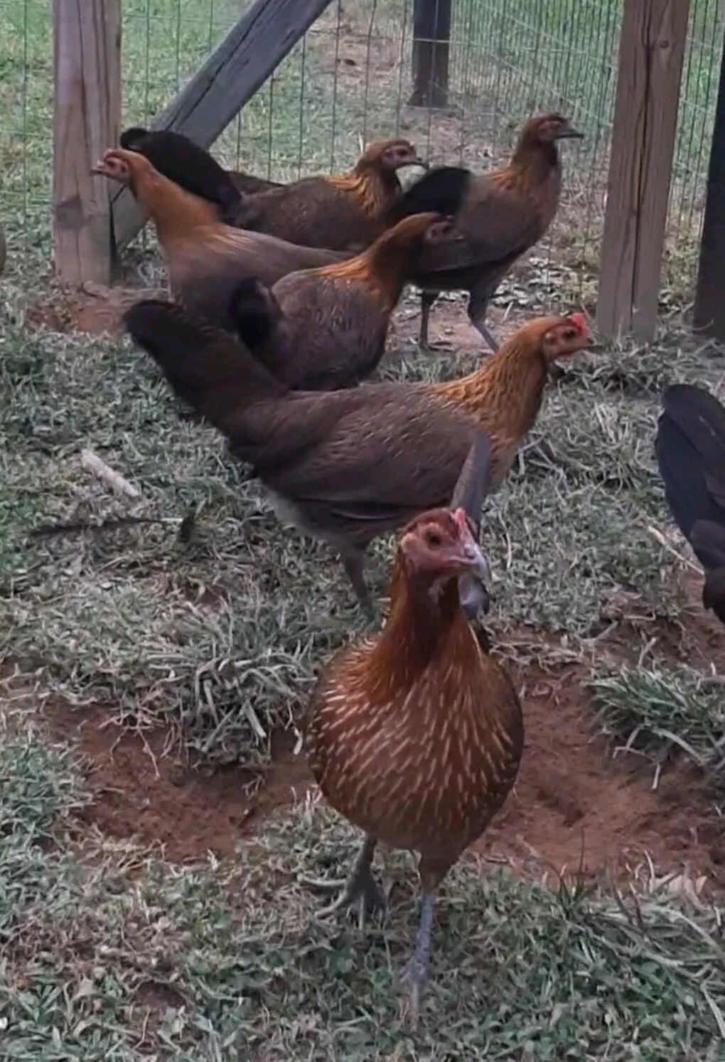 12 Chicken Hatching Eggs.