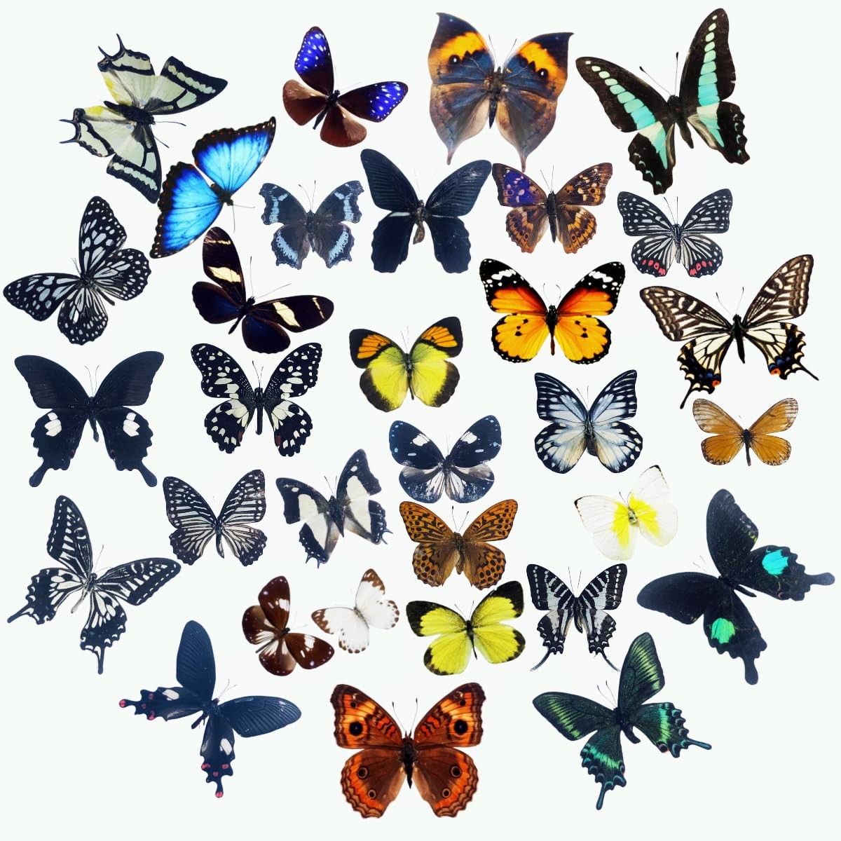 15 pcs of Real Dried Dead Butterflies with Spread 15 Pcs Butterfly （No Frame）