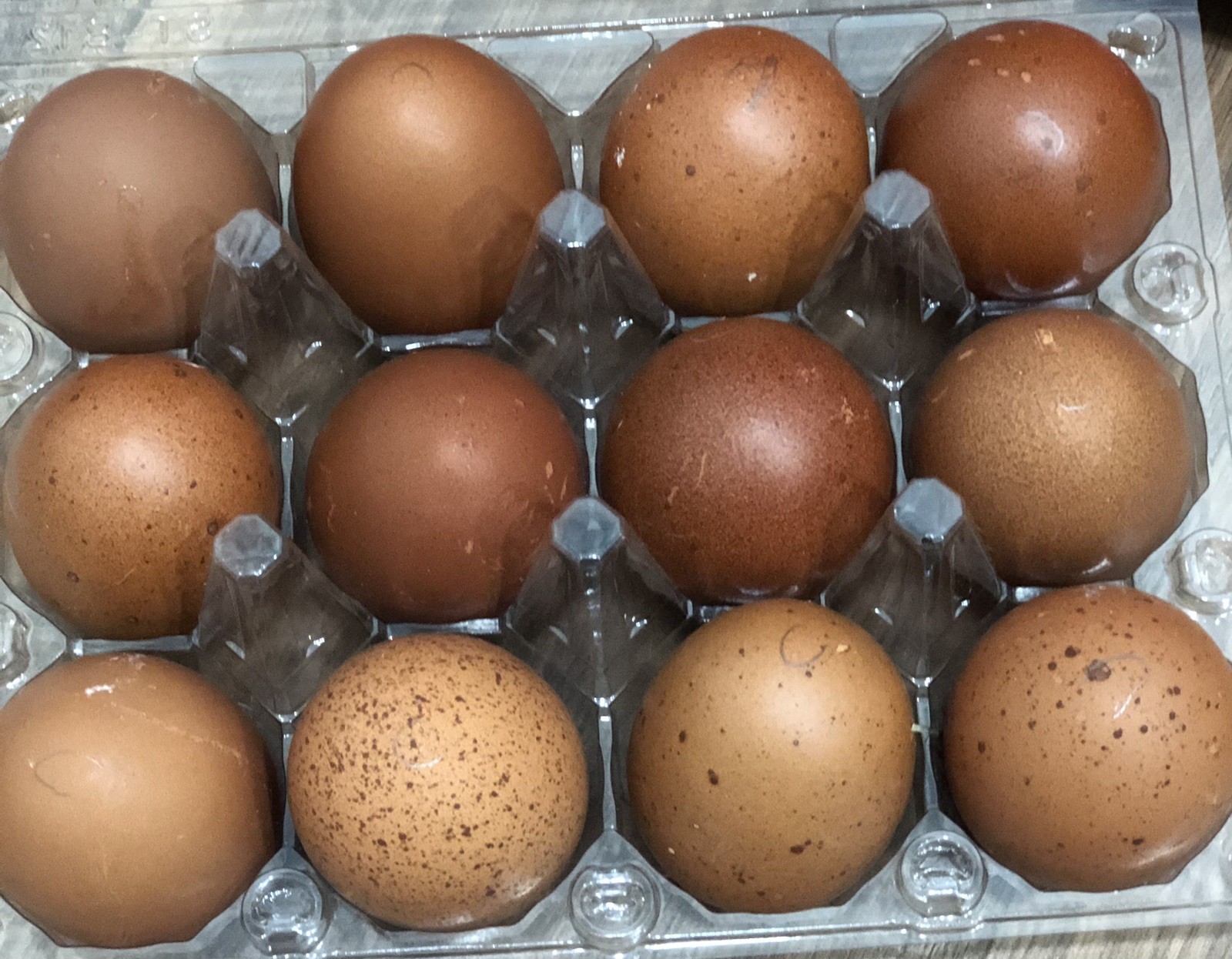 6 + 2 Hatching Eggs French Black Copper Marans from Purebred Chickens