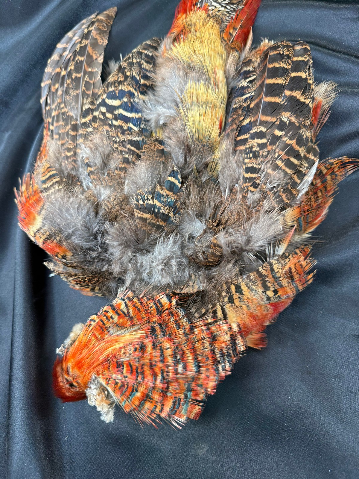 Splash Golden Pheasant Tippets RARE RARE