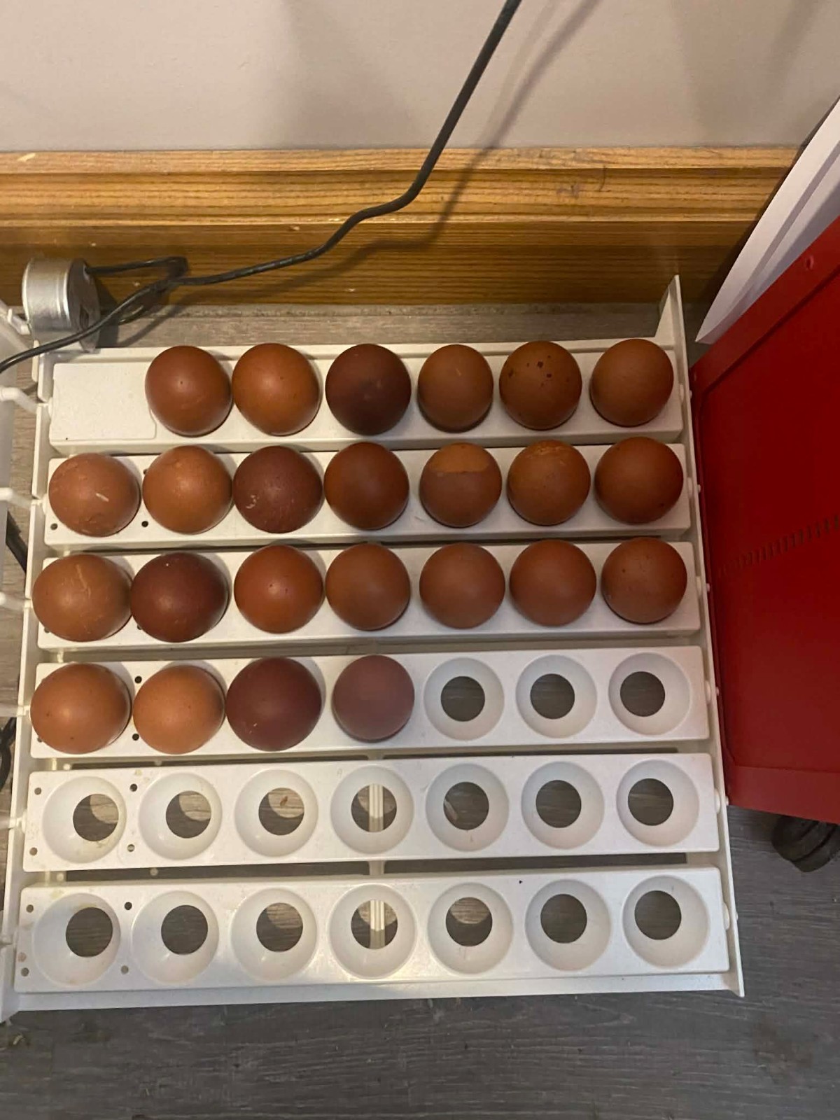 12 Fertile BCM Black Copper Marans Hatching Eggs – Purebred – Dark Chocolate
