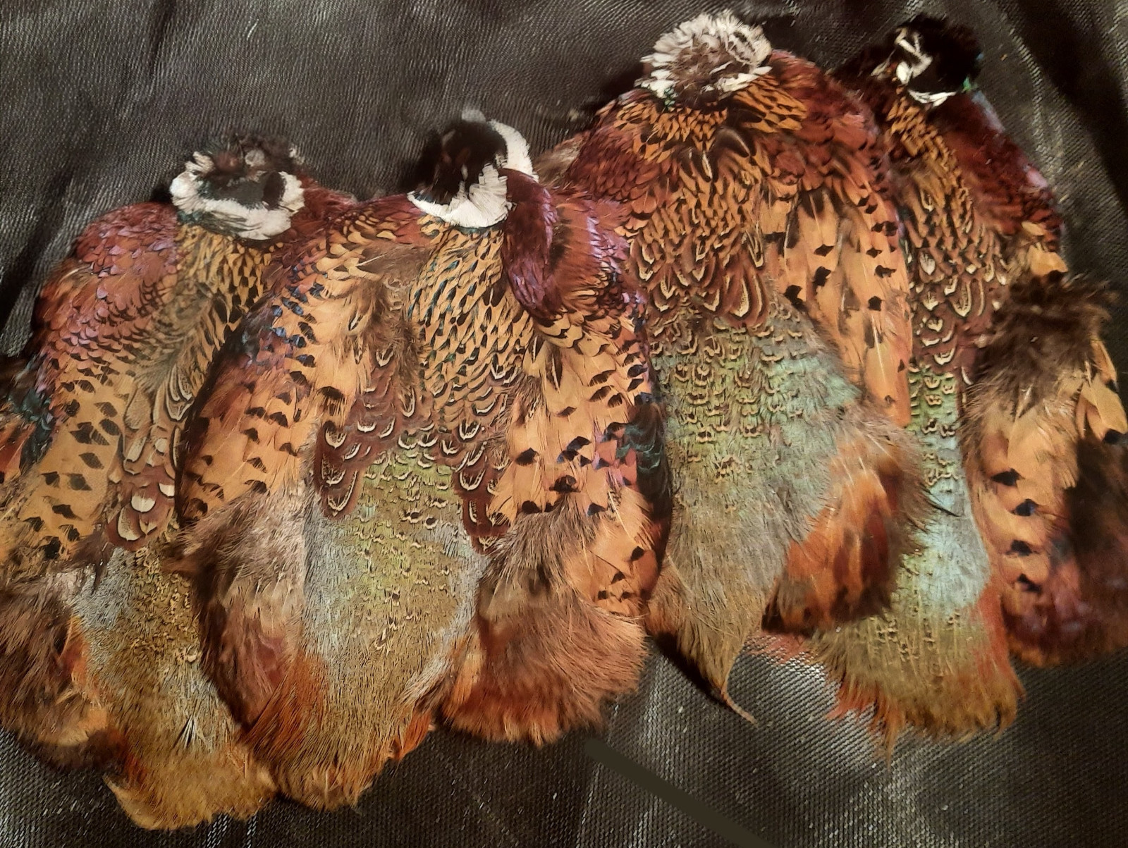 GOOD Lot 4 Hareline RINGNECK PHEASANT SKINS PELTS  ring-neck FEATHERS fly tying
