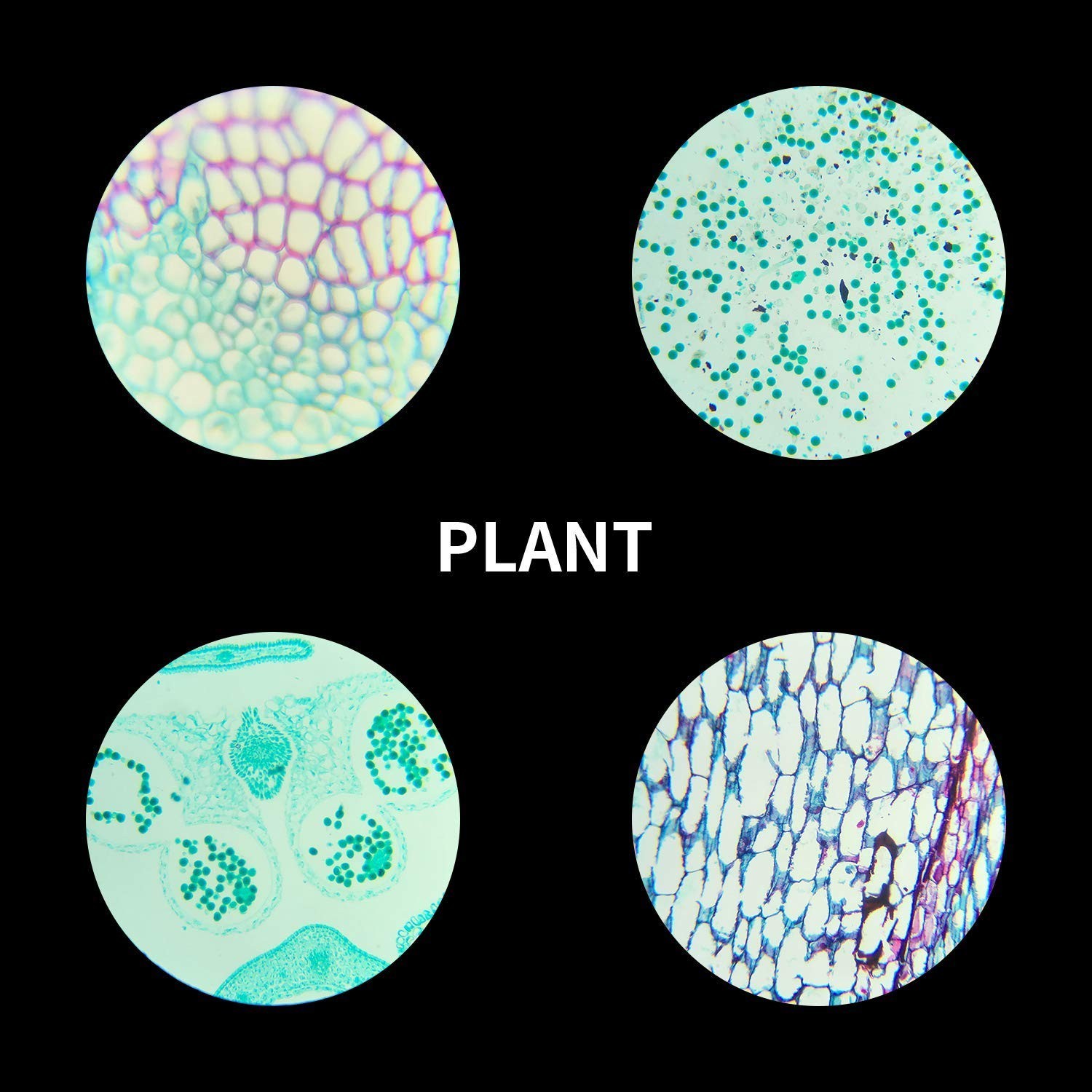 100 Microscope Slides with Frosted Edges - Perfect for Kids’ Science Experience