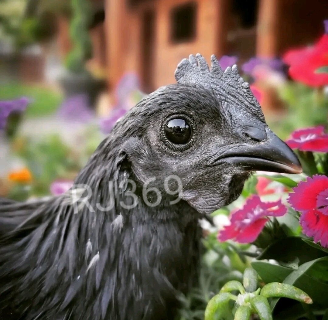 3+ SVART HONA - Fertile Hatching Eggs for Extraordinary Rare Breed Chickens