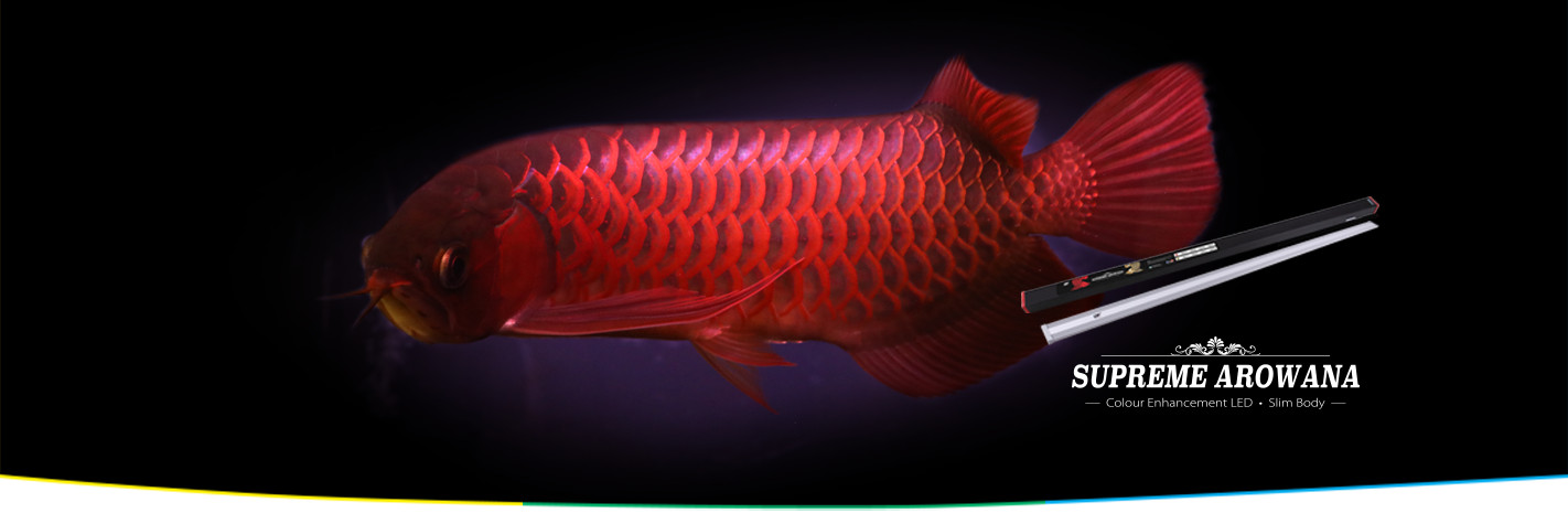 OCEAN FREE SUPREME AROWANA COLOUR ENHANCEMENT LED LIGHT RED (115 CM) 36 W