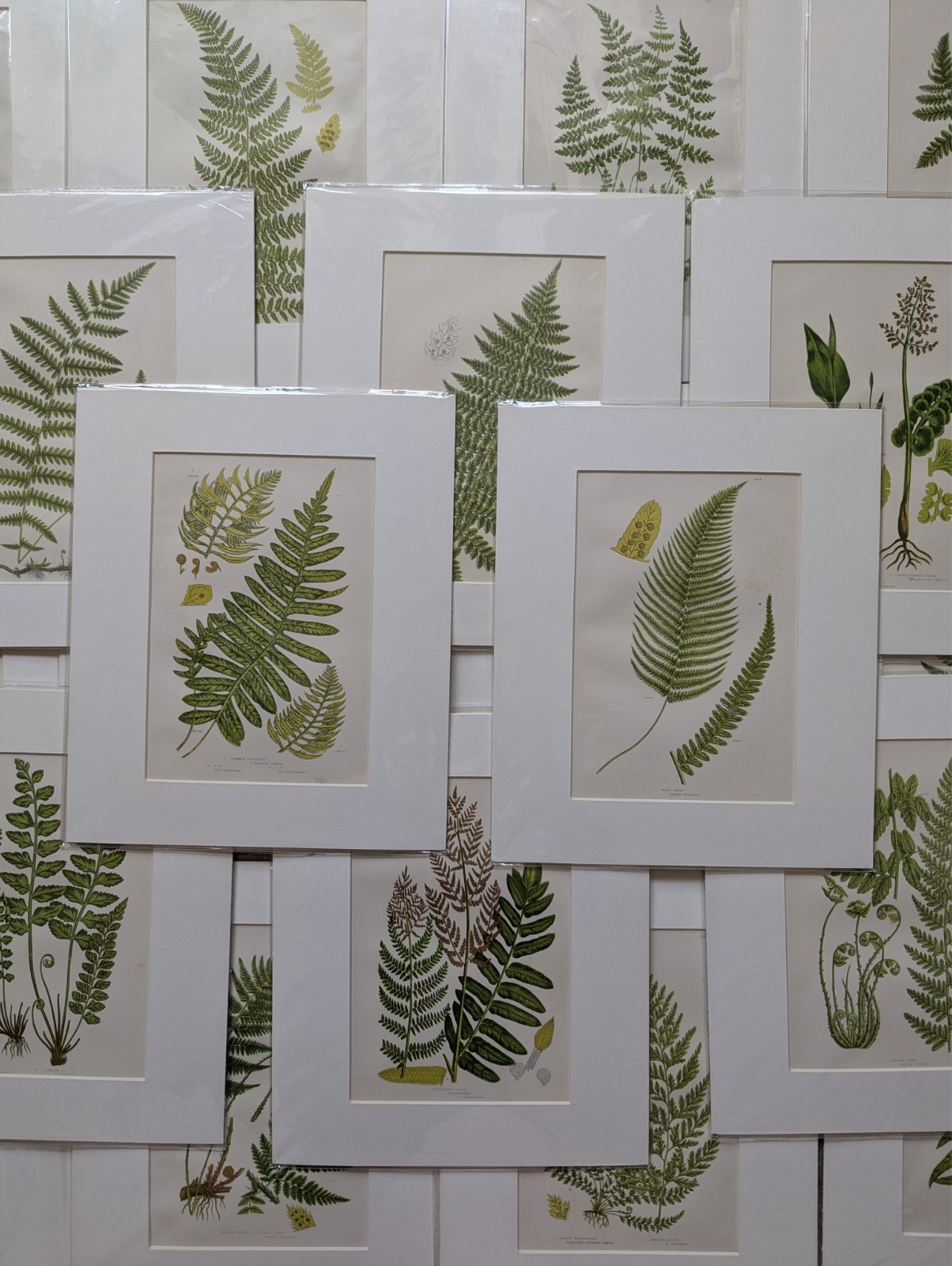 Antique Fern Print Anne Pratt 19thC Botanical Mounted Matted Wall Art 10x12...