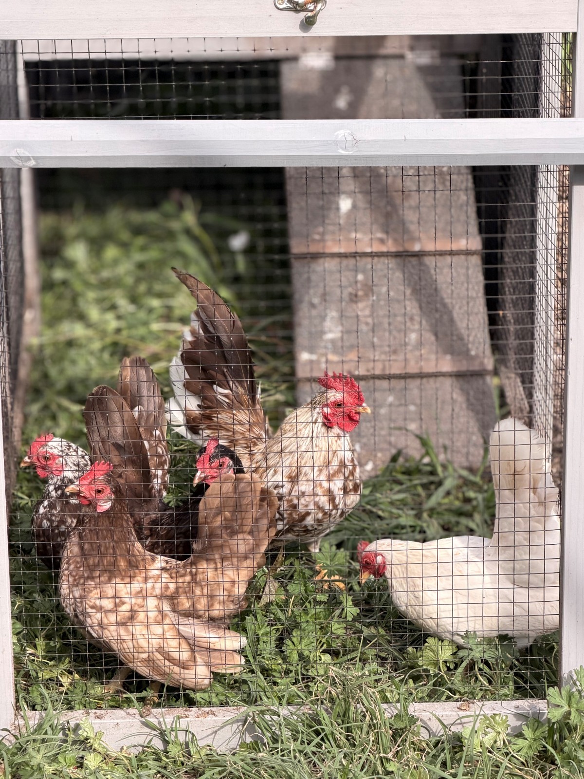 5+ Fertile chocolate serama hatching eggs