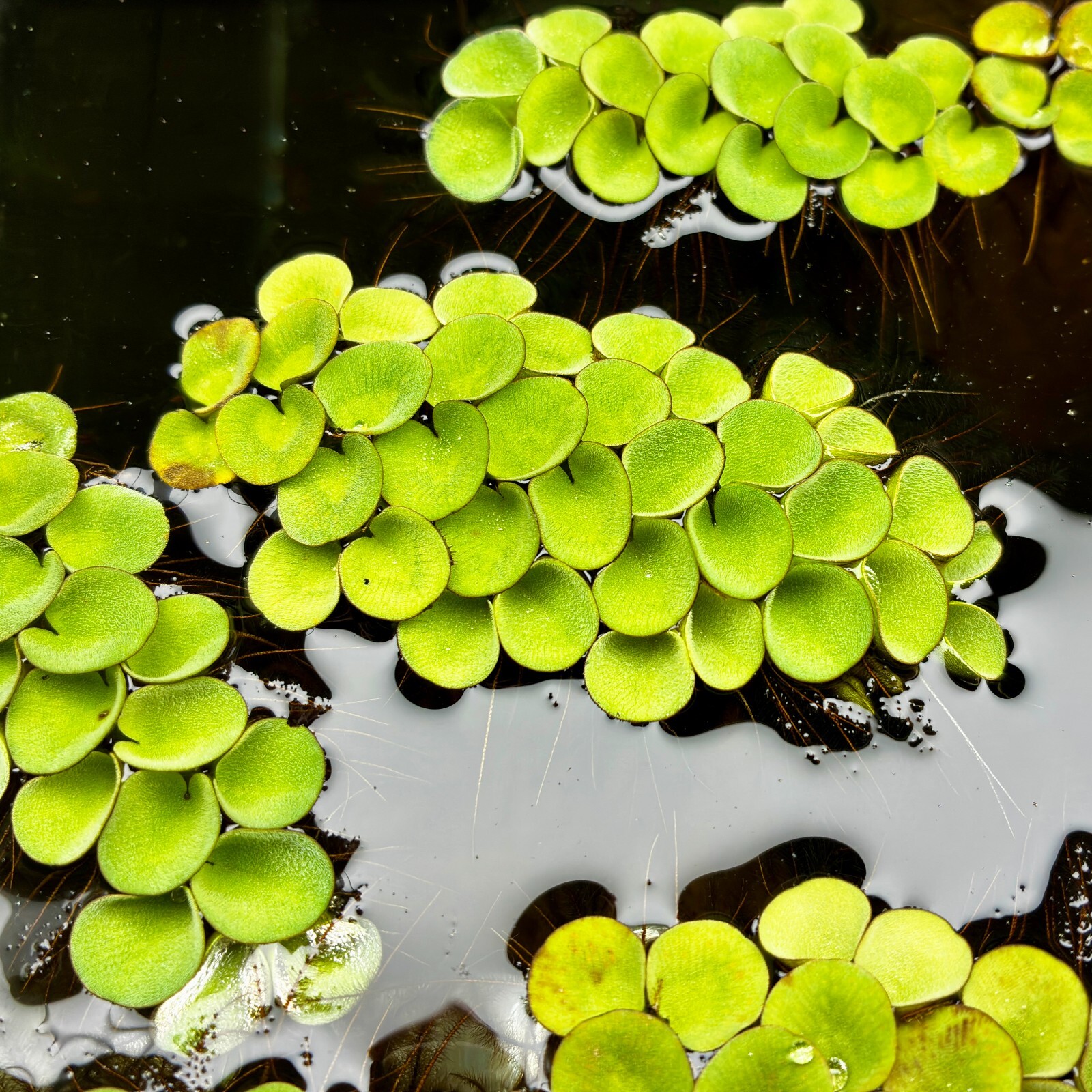 Rare | Velvet Water Spangles | Salvinia Minima Cucullata Floating Aquatic Plant