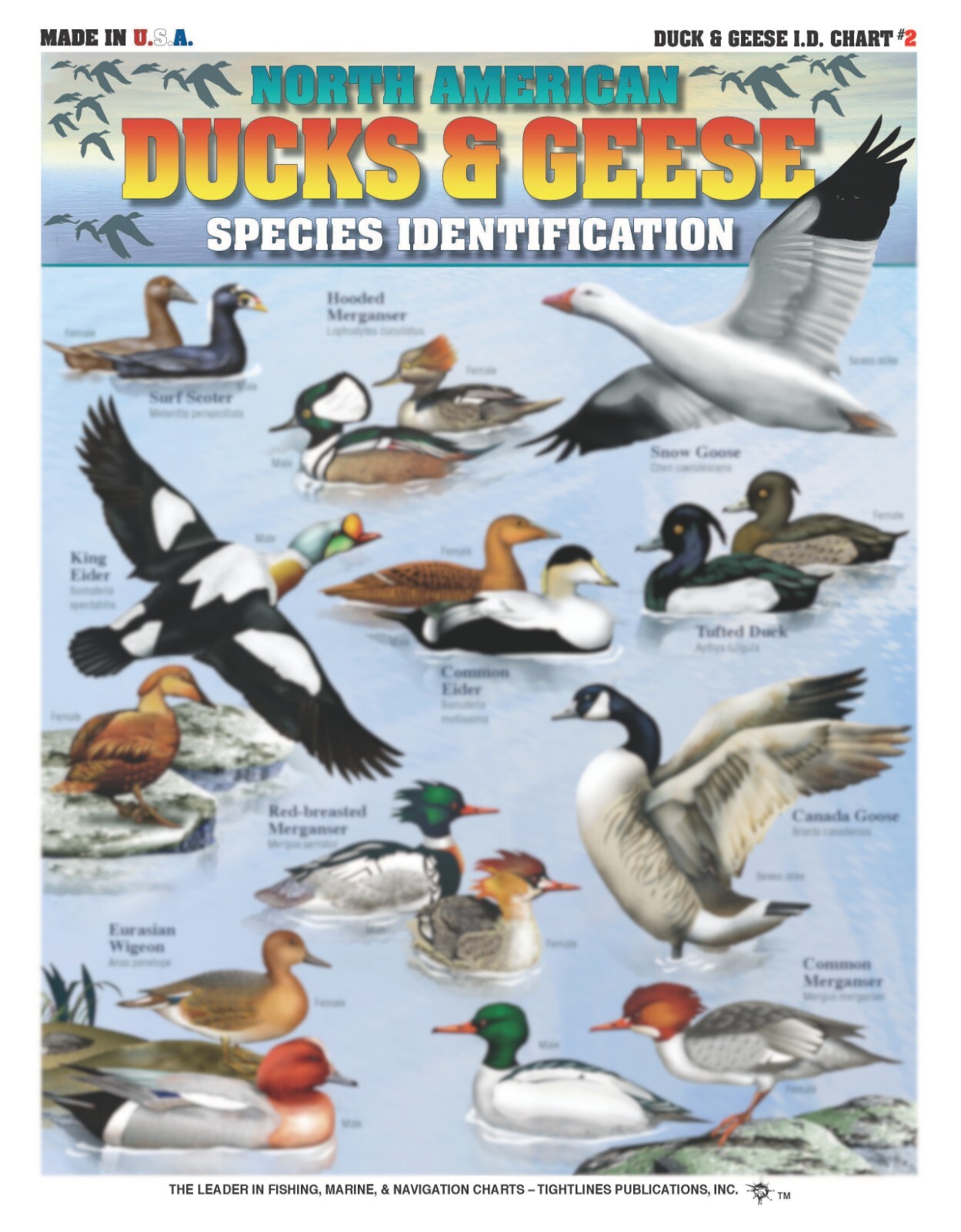 Duck & Geese Species Identification #2 - Waterproof Reference Guide