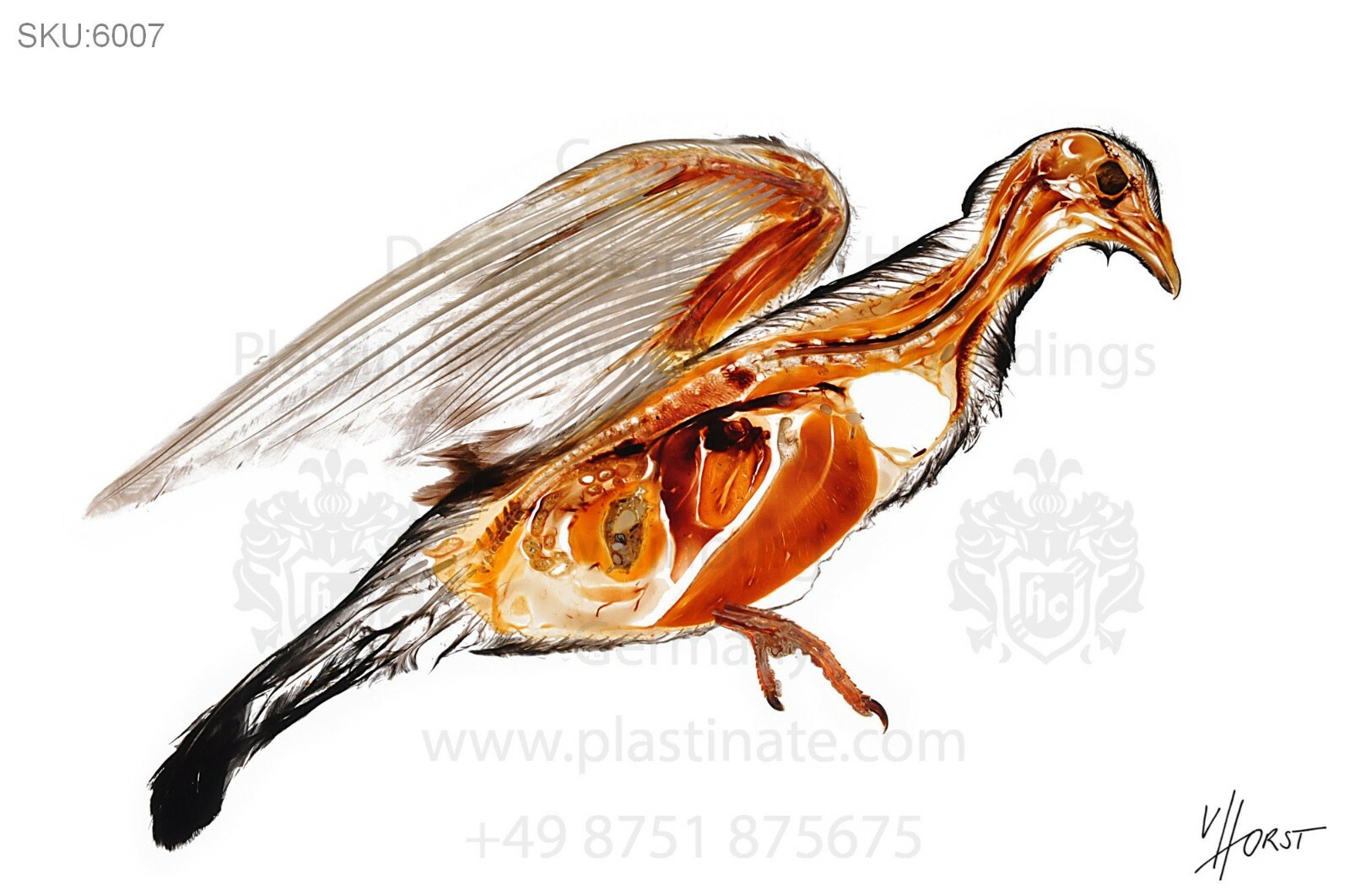 Pigeon bird anatomy print