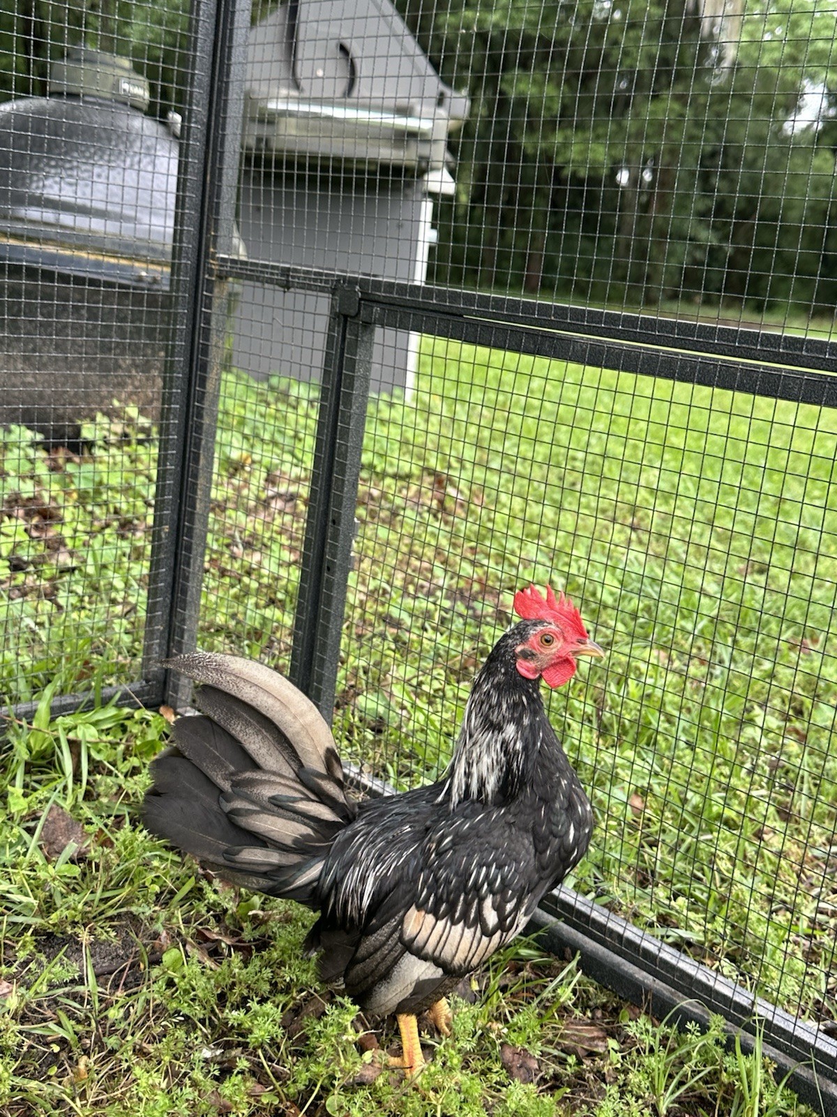 8 Kikiriki Hatching eggs NPIP/AI and PT Clean